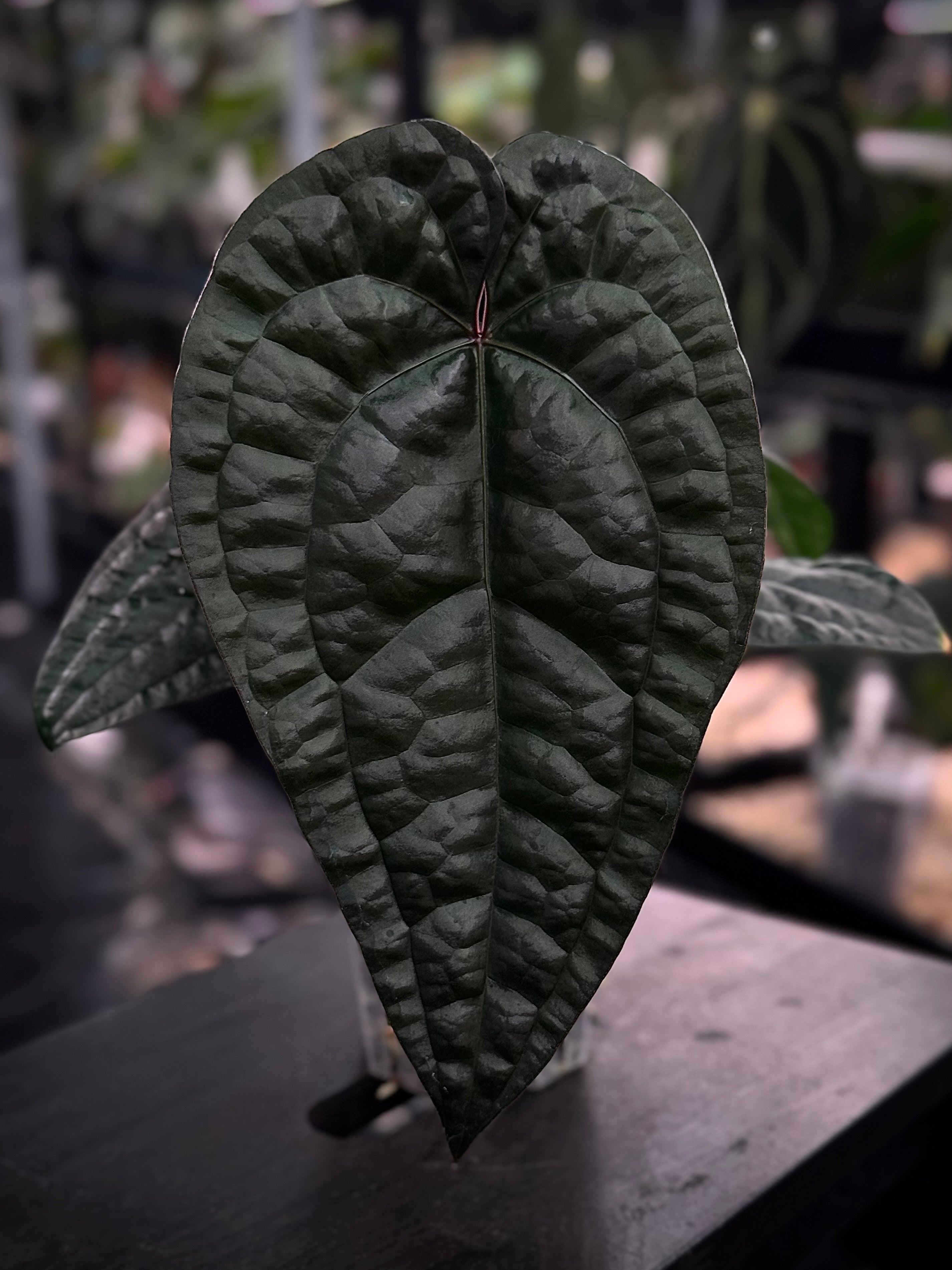 NFS: Anthurium Ace of Spades Dark Form x Luxurians