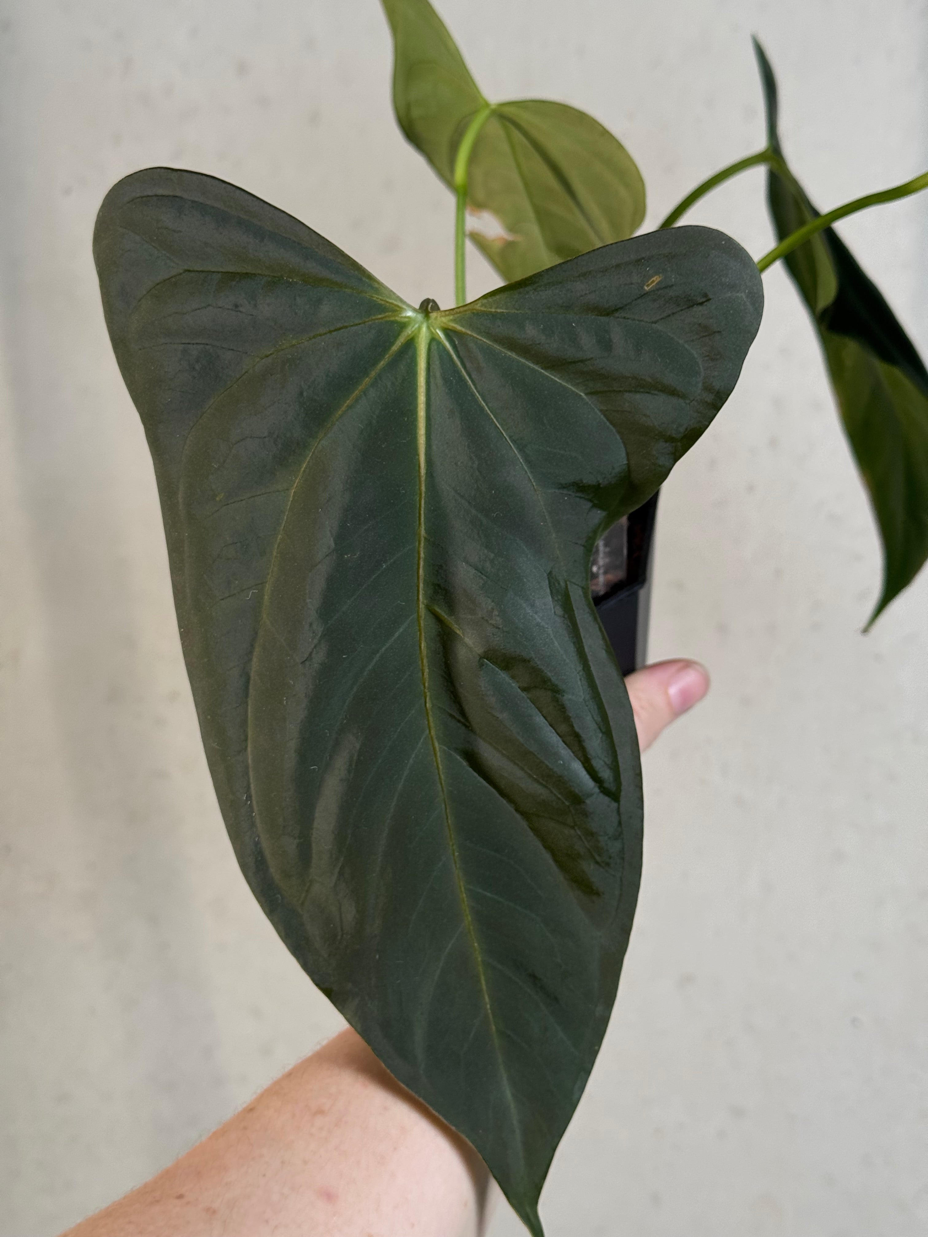 Anthurium (Subsignatum x Papillilaminum 'Marie') x FSxRL ‘Grim Reaper’