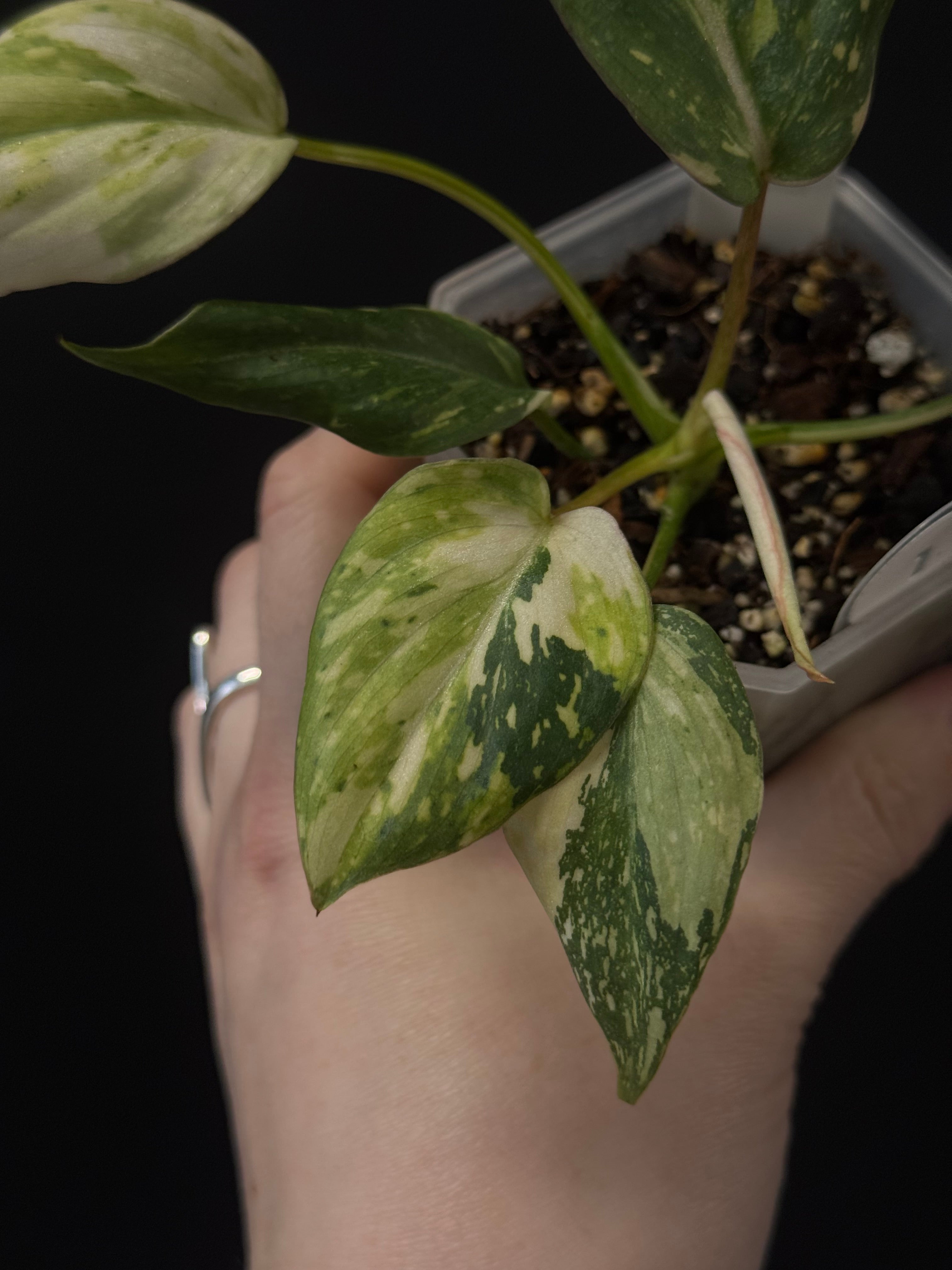 Philodendron Gloriosum Tricolor
