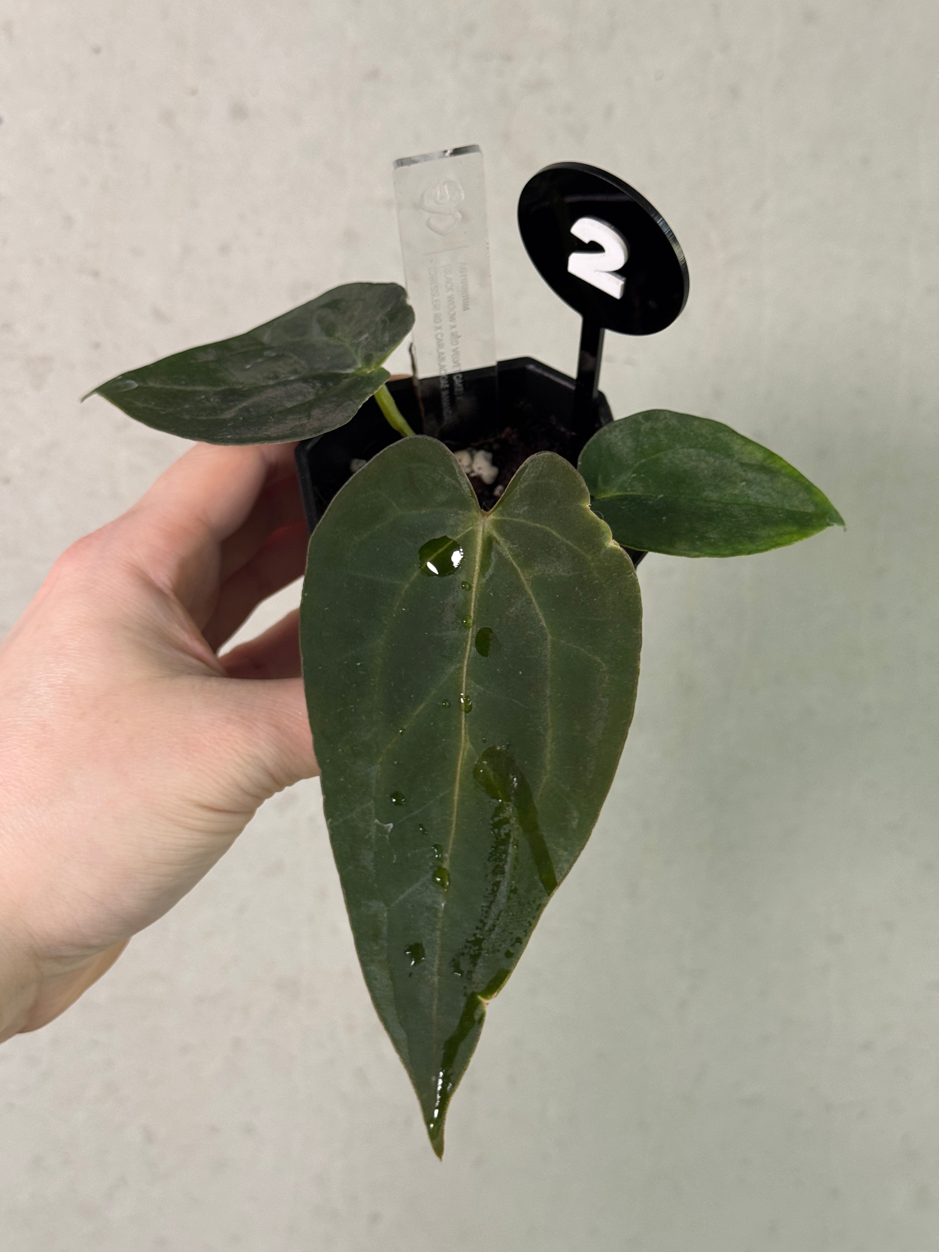 Anthurium (Black Widow x Red Velvet Cake) x (Dressleri RG x Carlablackiae 'Amanda')