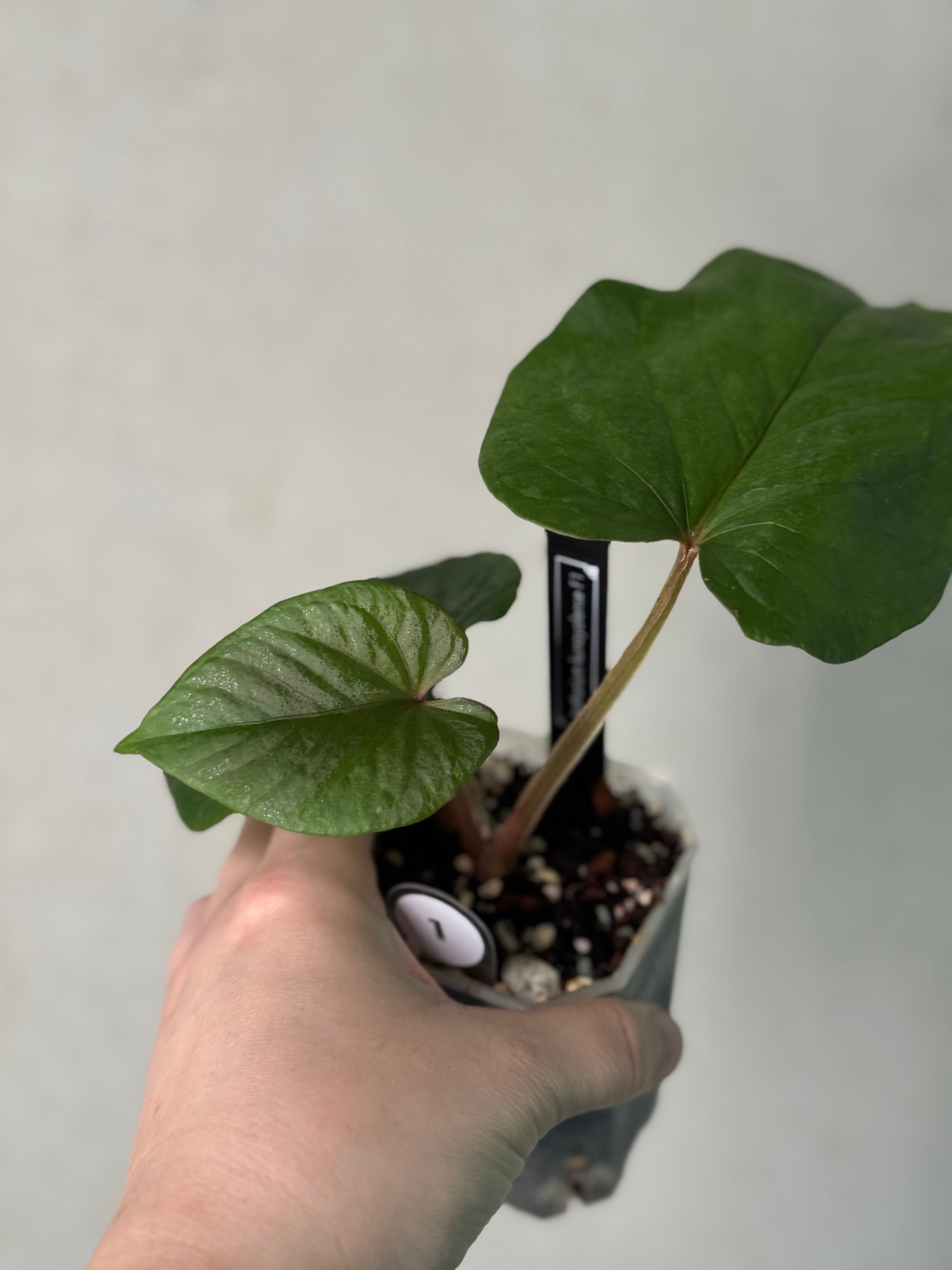 Anthurium Kunayalense F1