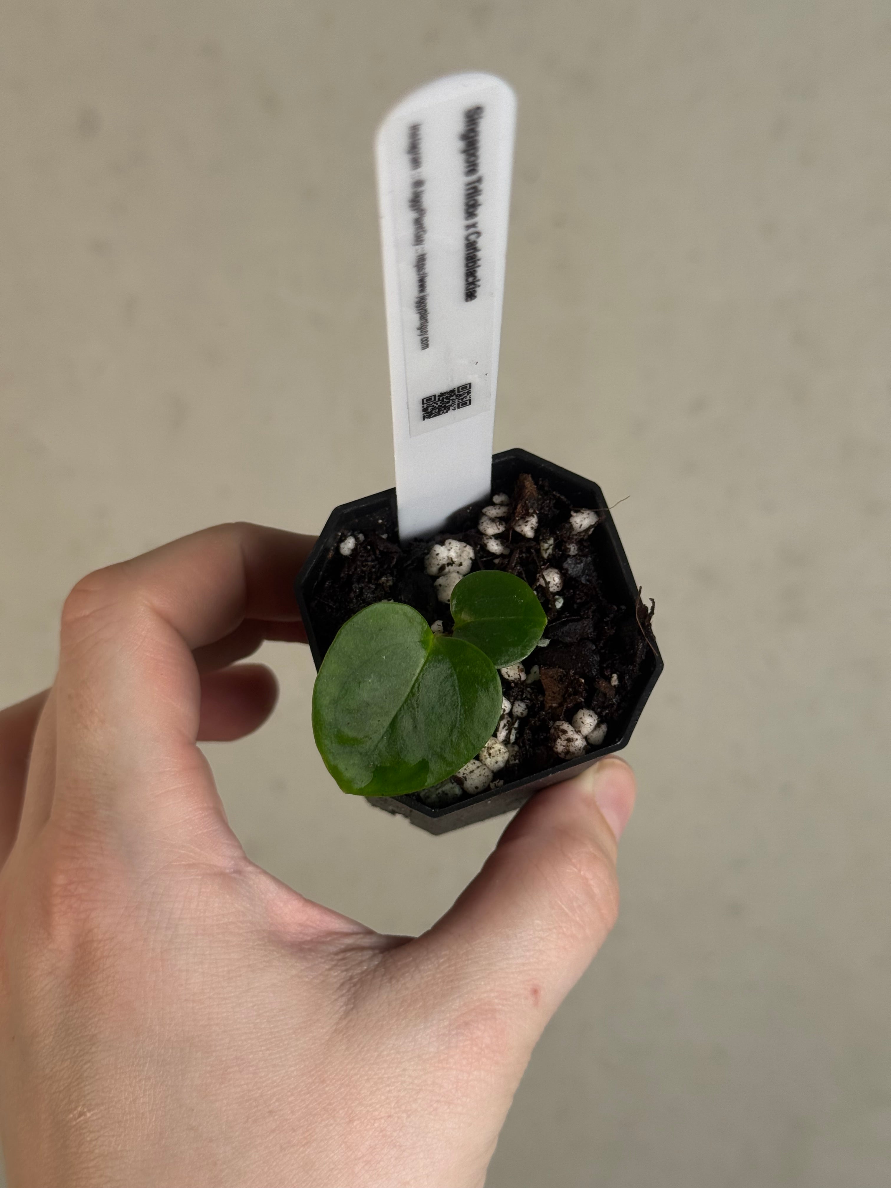 Anthurium Singapore Trilobe x Carlablackiae ‘JPG.1’