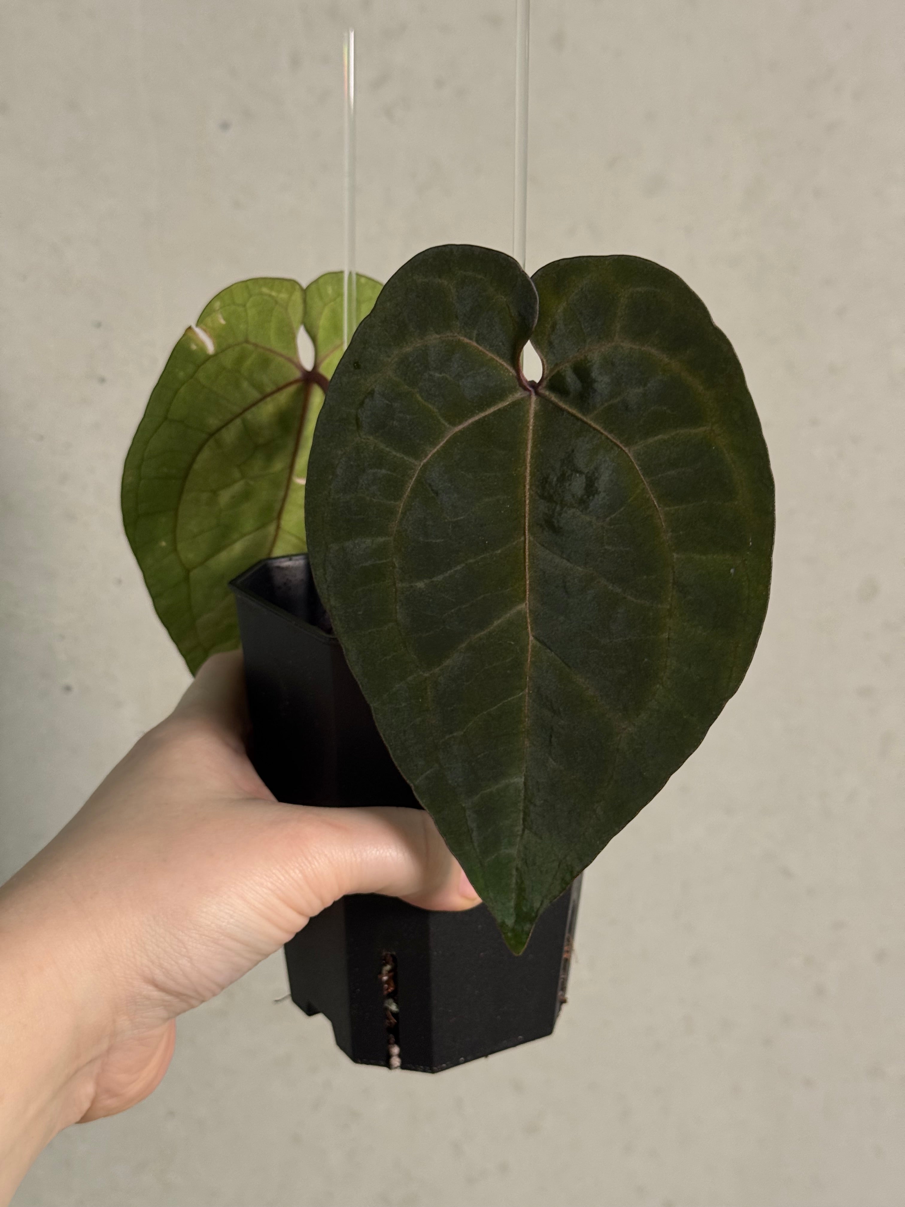 Anthurium Ace Of Spades Dark Form F1 (SKG) - Clone - SMUKHI