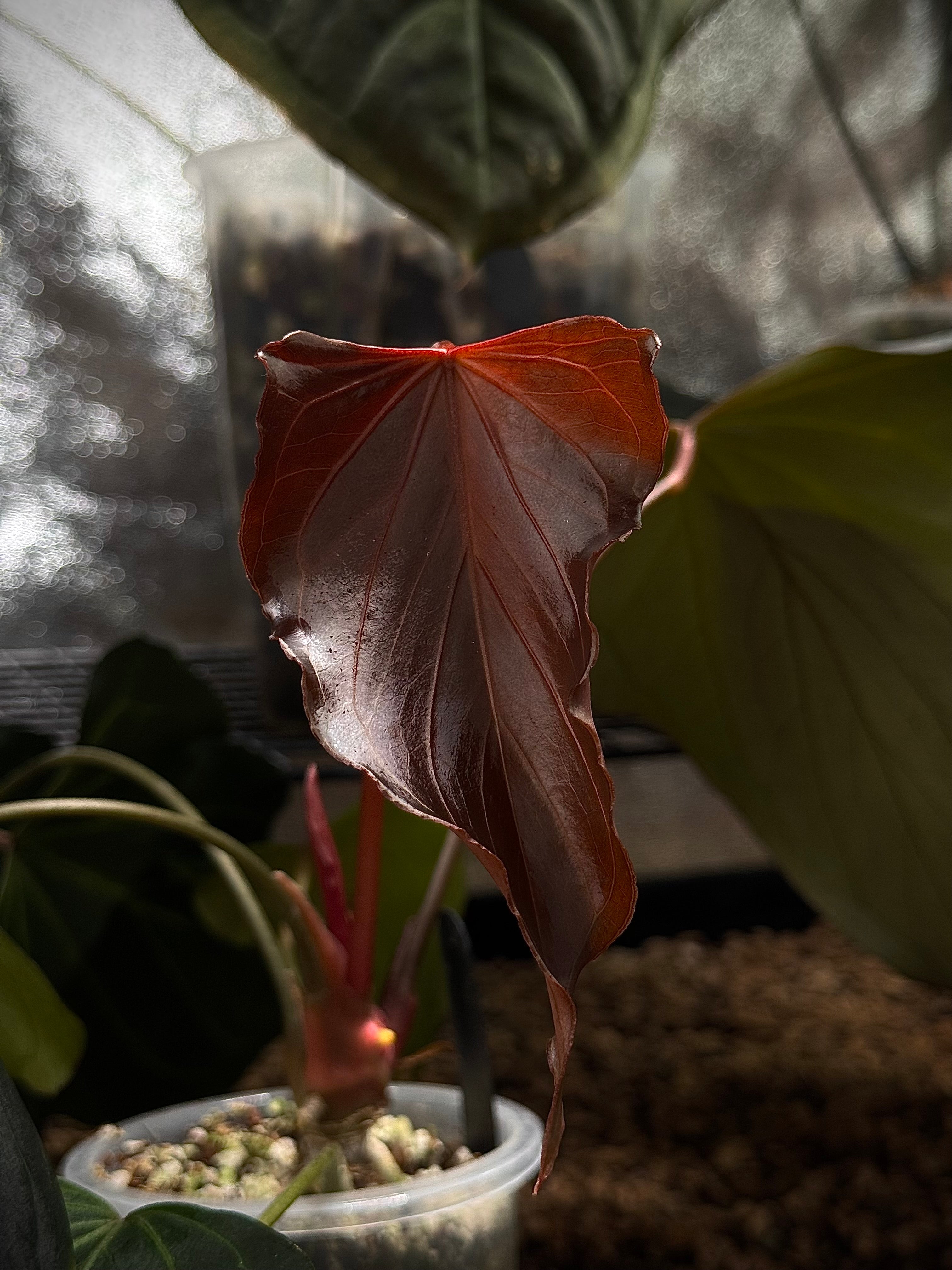 NFS: Anthurium HU 'Butterfly' #2