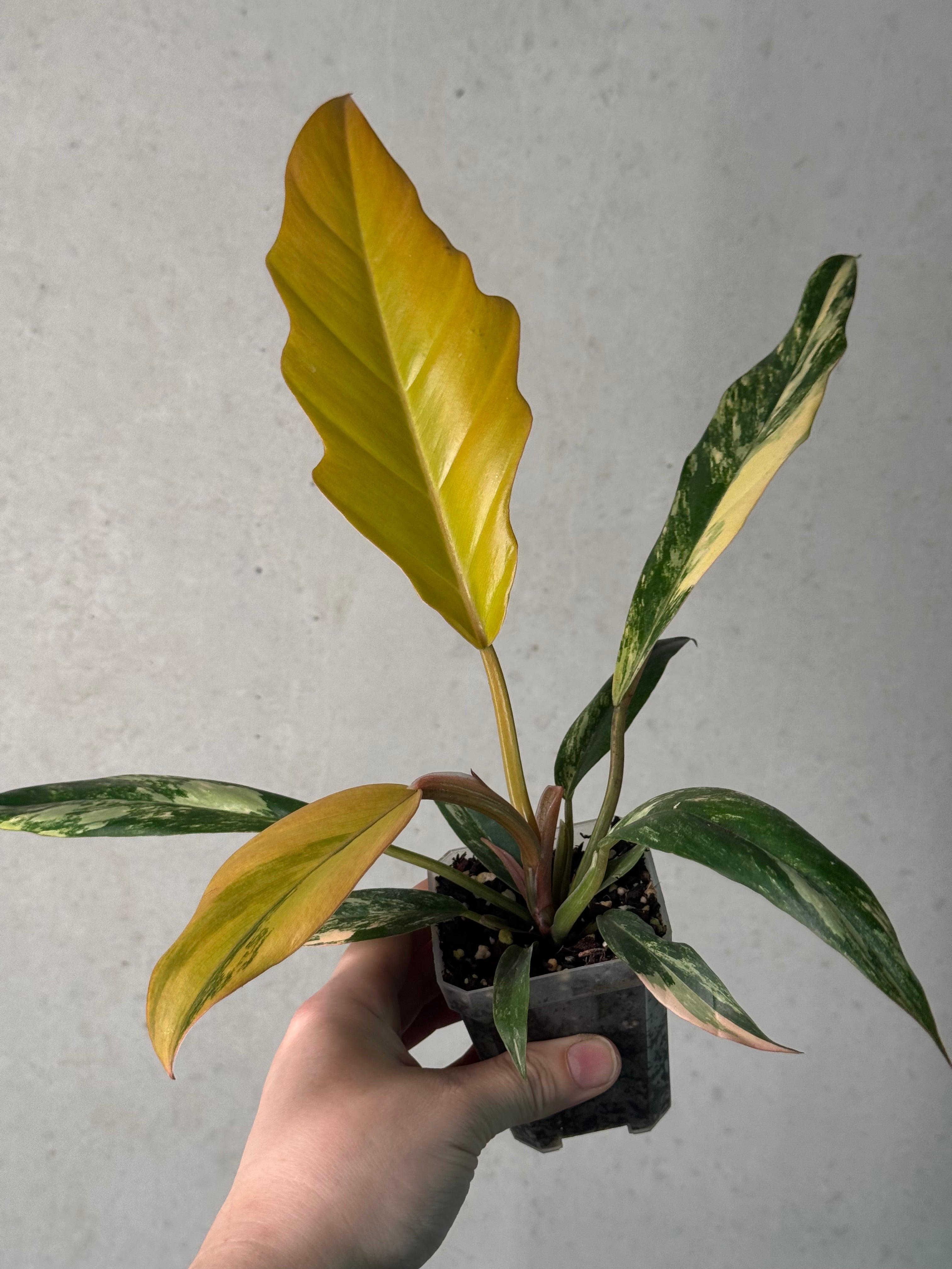 Philodendron Caramel Marble
