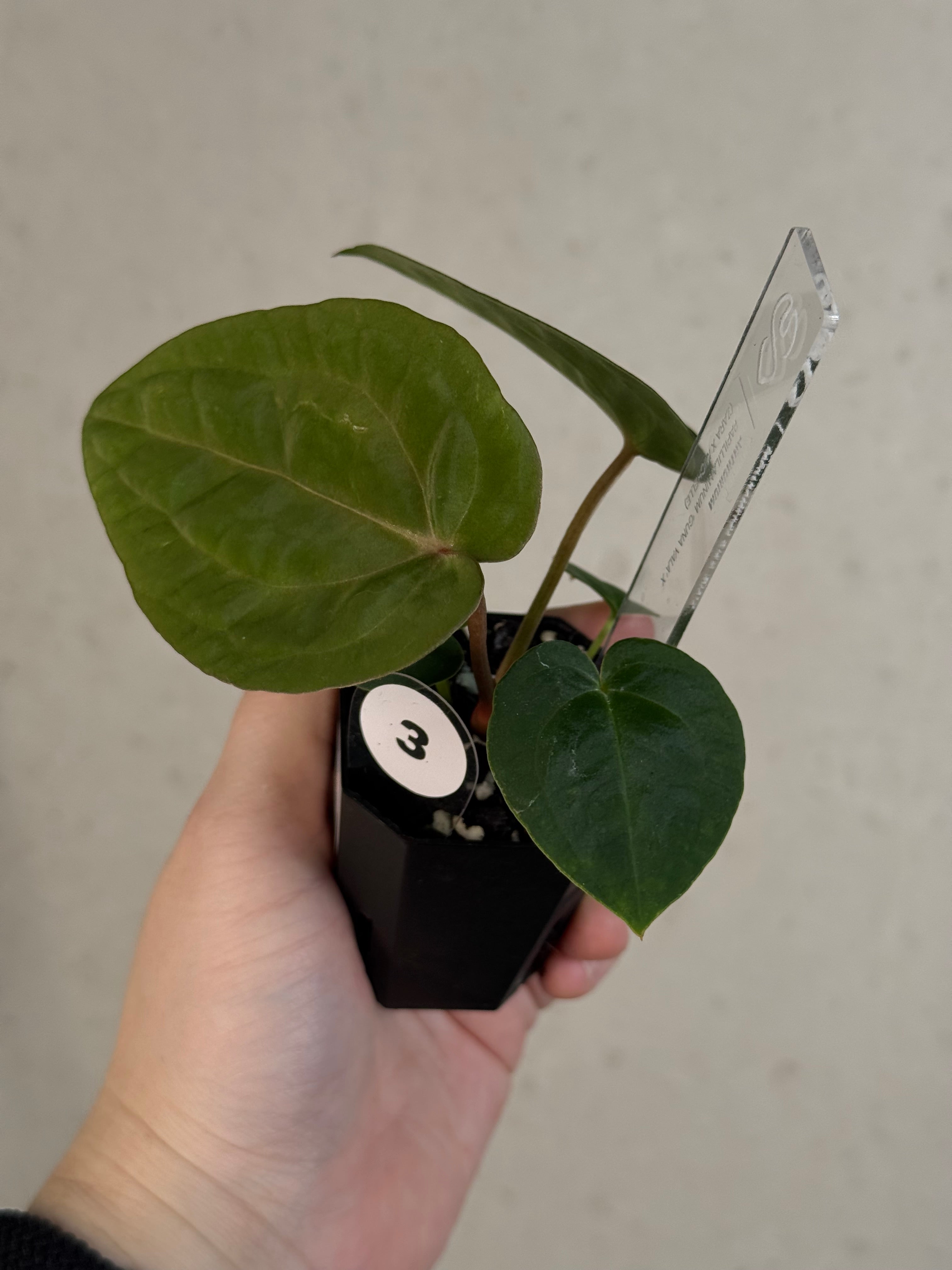 Anthurium Papillilaminum 'Guna Yala' x (Zara x Michelle)