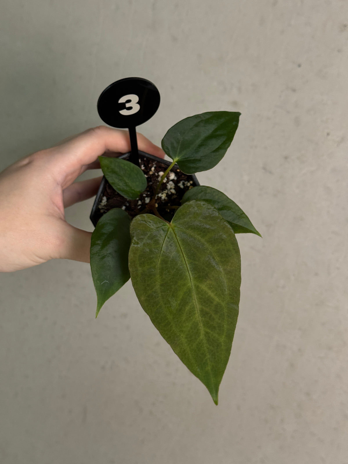 Anthurium sp. Nov DF x (Papillilaminum x Dressleri)