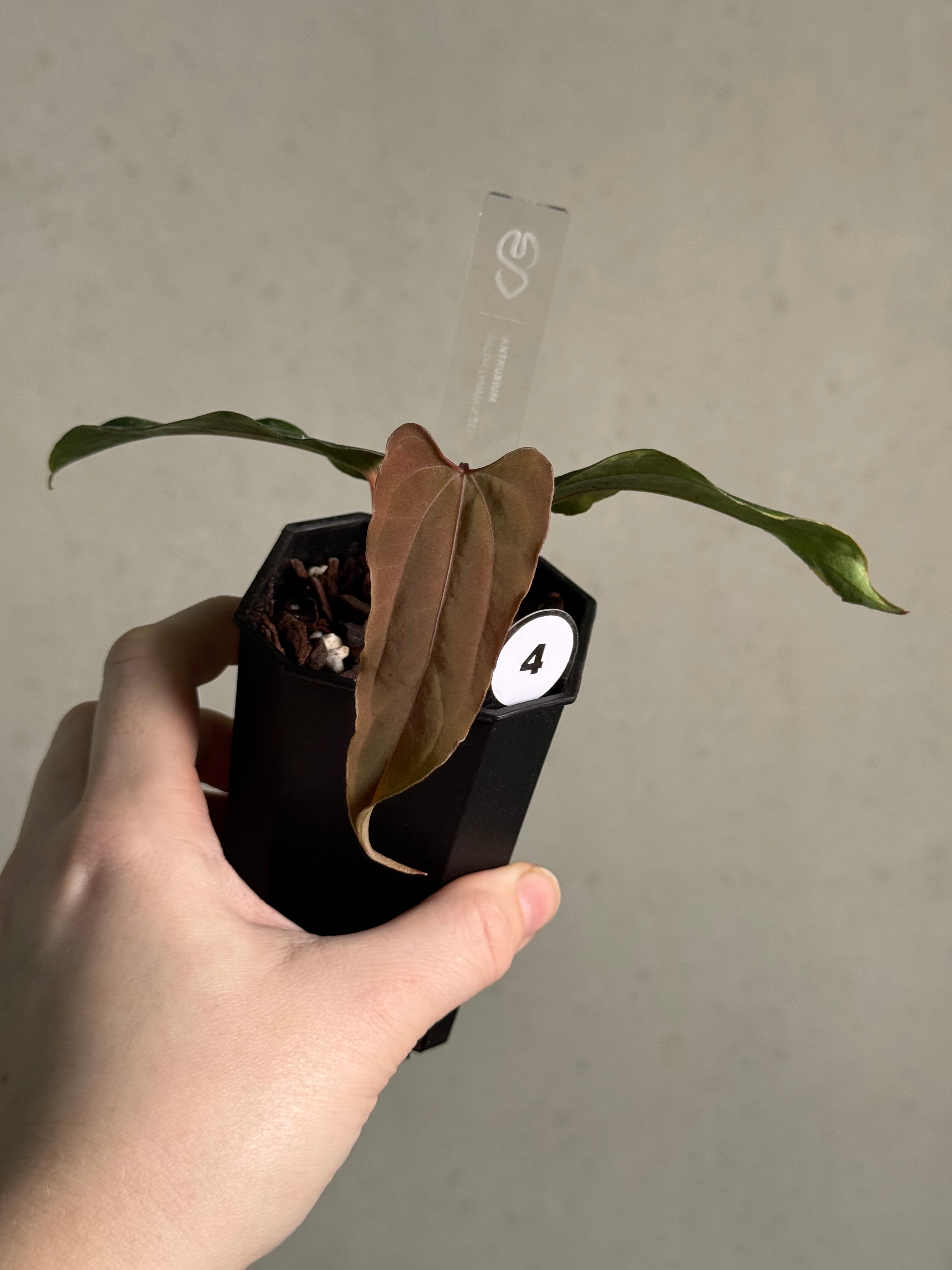 Anthurium Ralph Lynam x self - SMUKHI