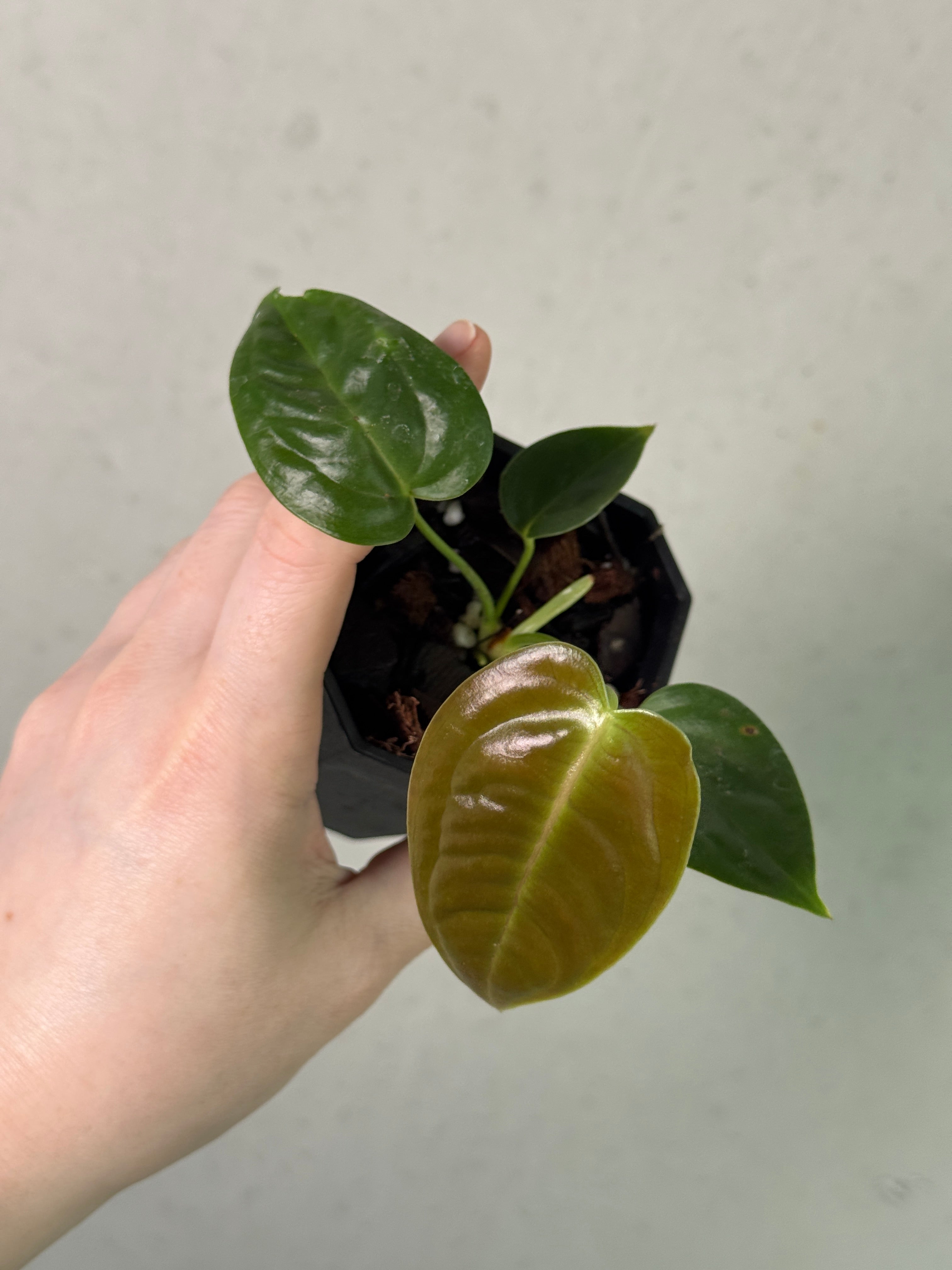 Anthurium Veitchii