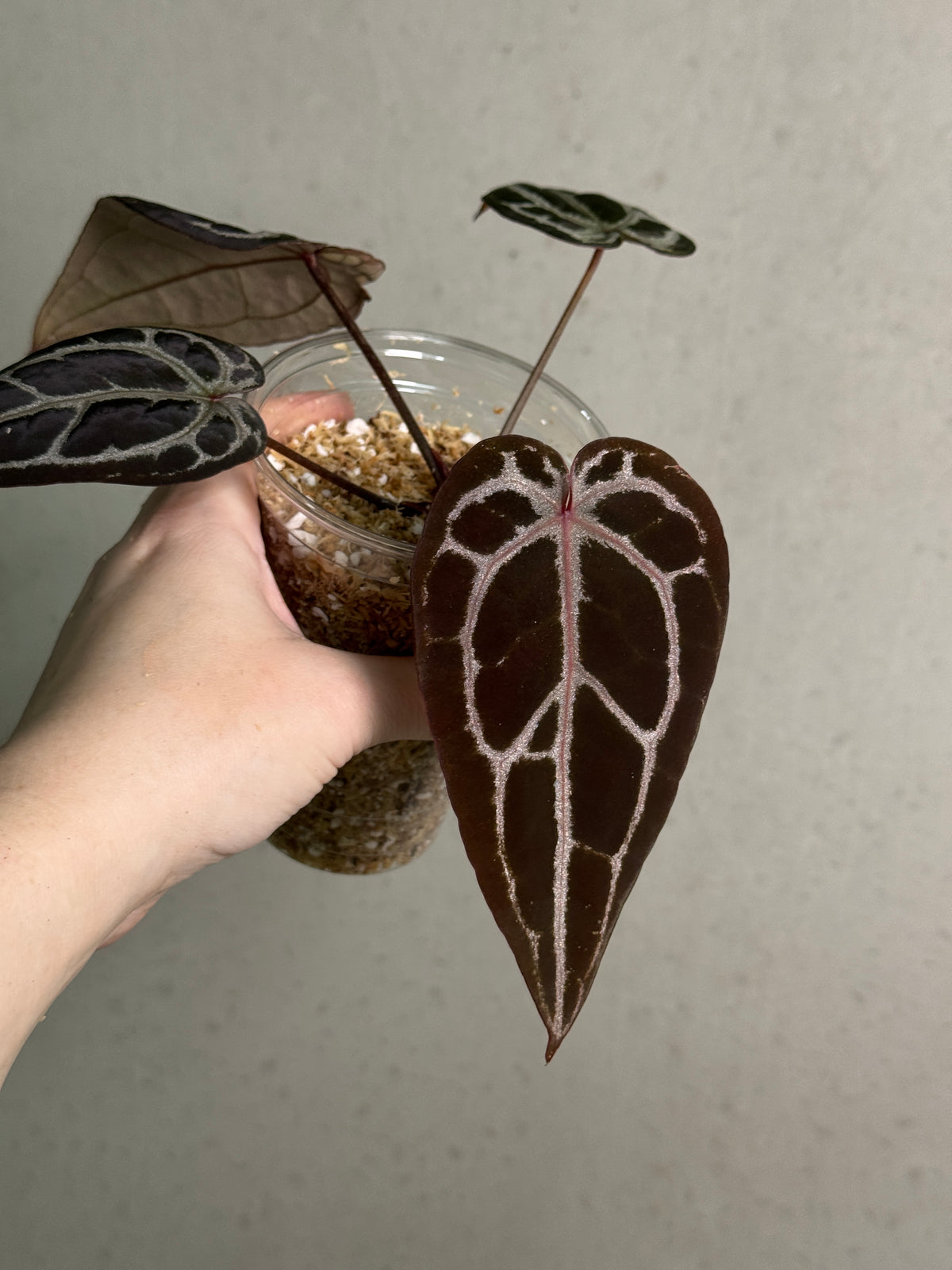 Anthurium Black Widow ‘43’ x Red Velvet Cake ‘24’