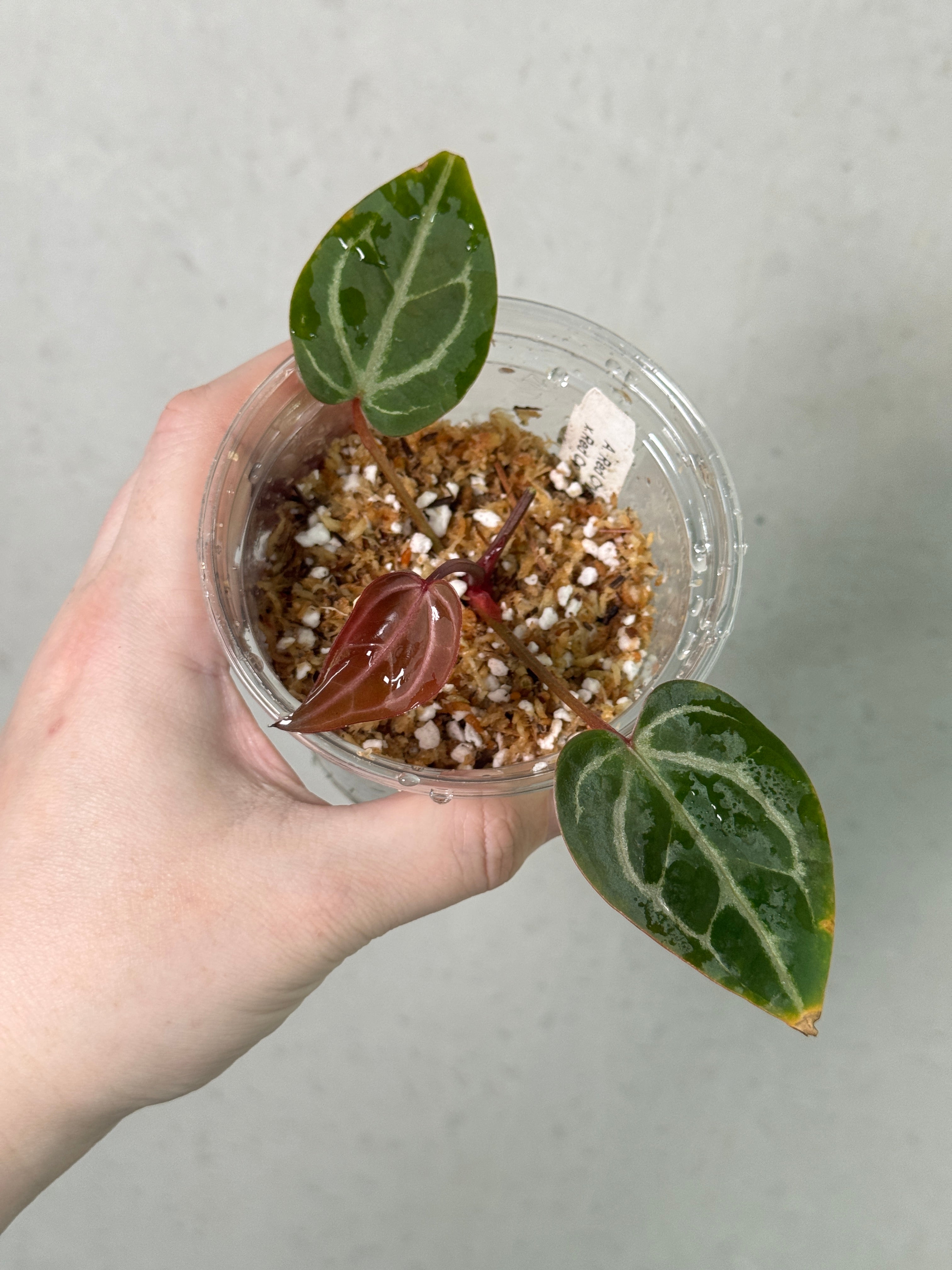 SMUKHI Anthurium plant with glossy green leaves and vibrant red flowers, showcasing a healthy, lush tropical indoor plant.