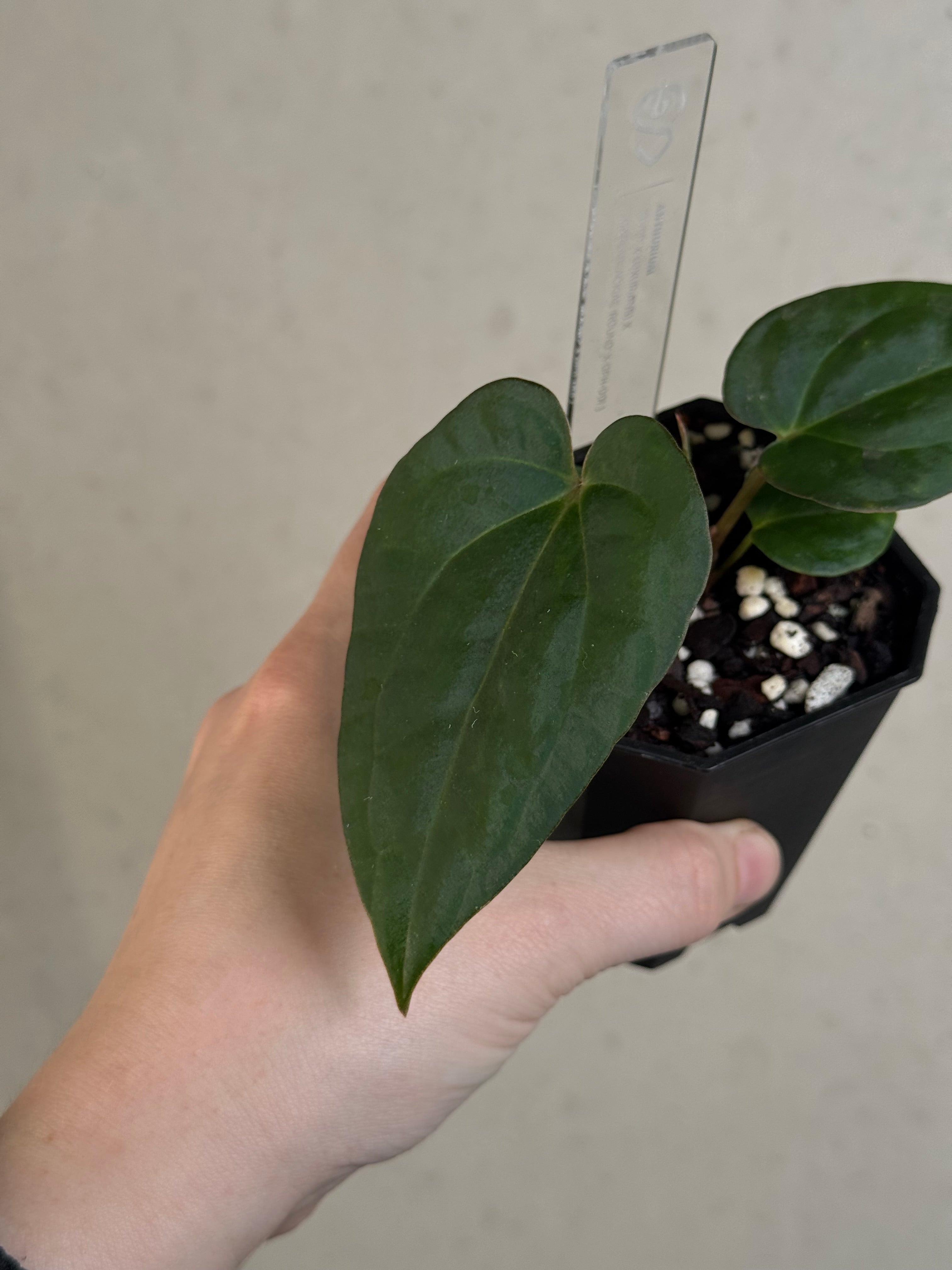 Anthurium (BVEP x Luxurians) x Carlablackiae ('Round' x GPH-001)