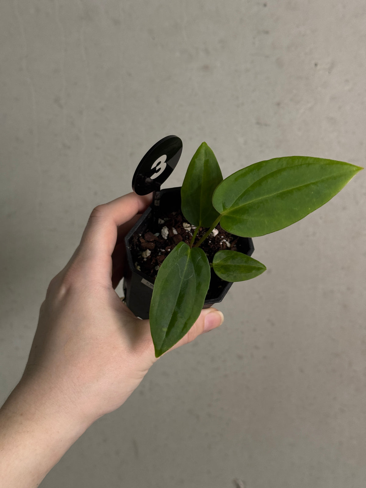 Crystallinaminum Anthurium BVEP plant featuring vibrant, glossy leaves and unique foliage patterns, labeled 'Ruin' x Portillae 'Dorito'.