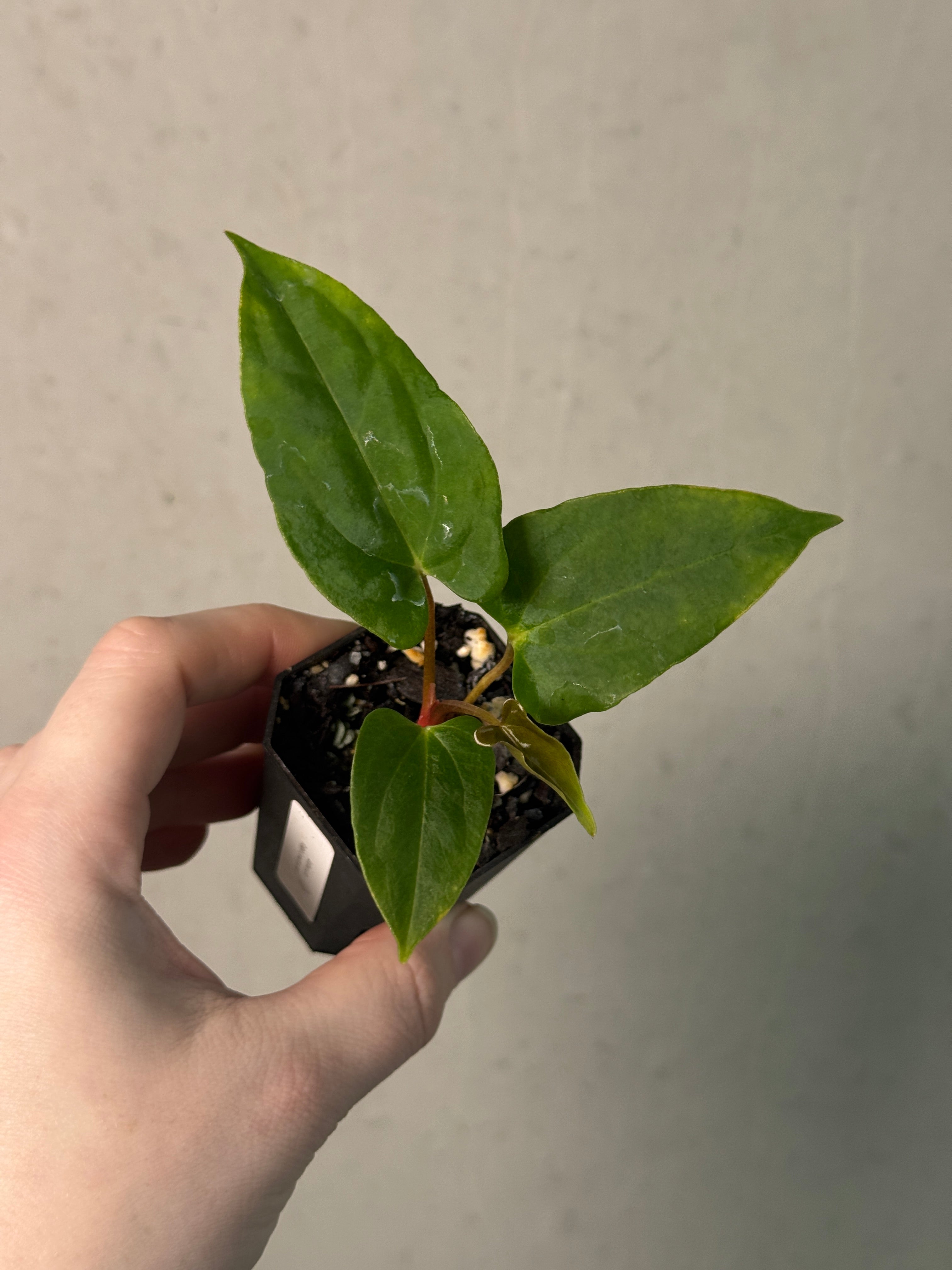 Anthurium Ralph Lynam x self - SMUKHI