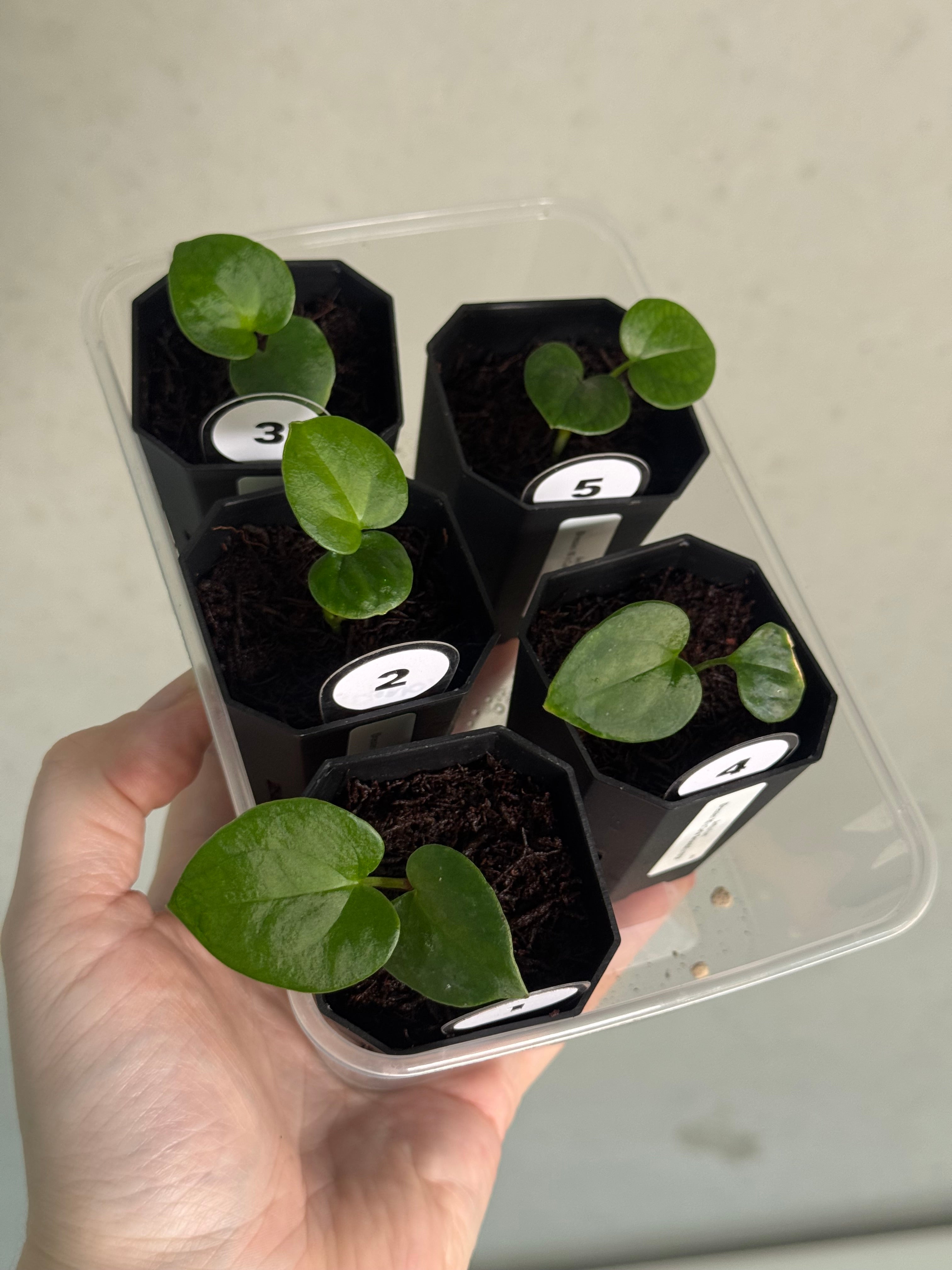 Anthurium (Dressleri RG x Carlablackiae ‘Amanda’) x RVDP - SMUKHI