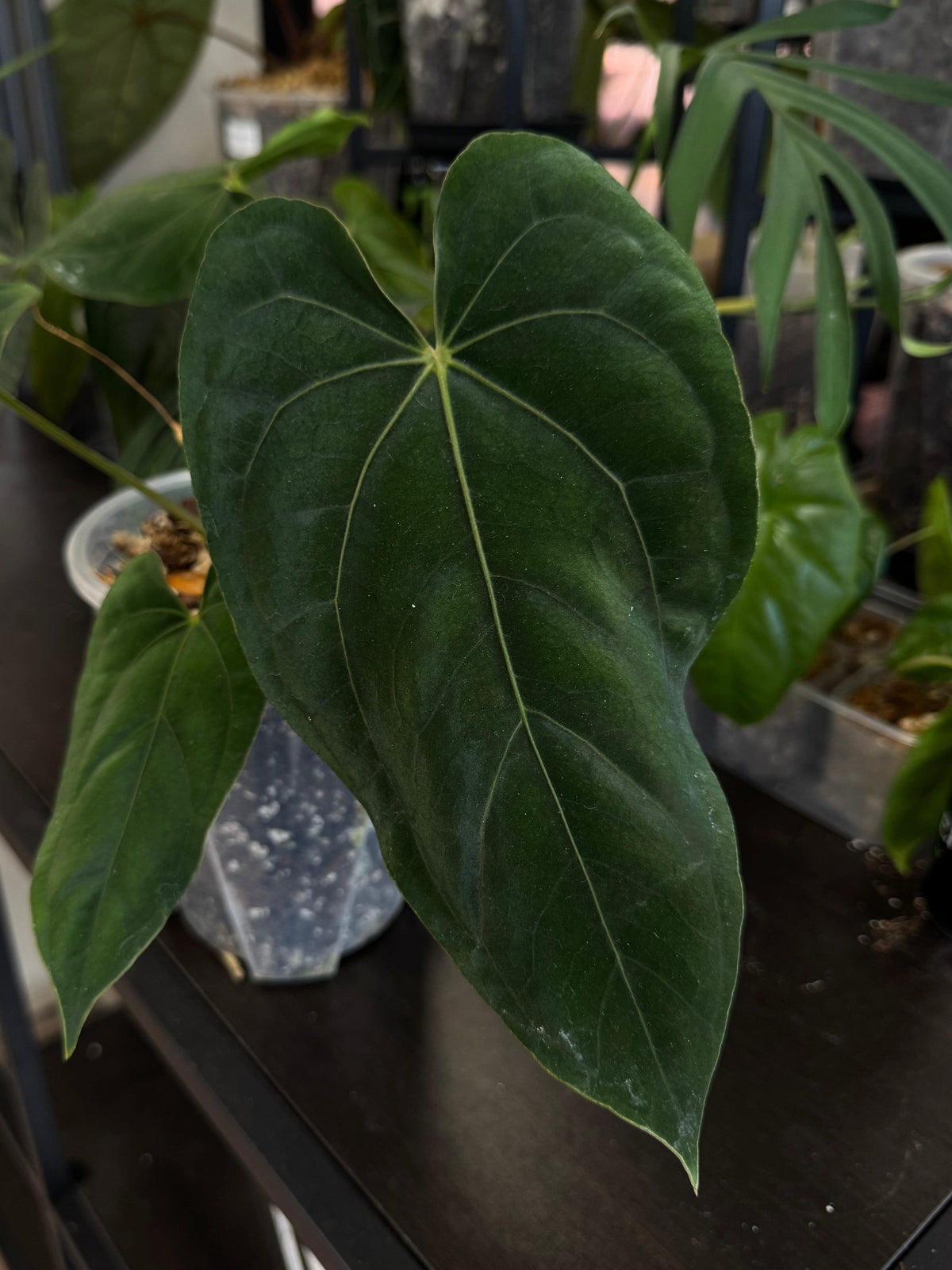 Private Collection NFS Anthurium Portillae NSE x Dressleri NSE plant with glossy green leaves and vibrant spathes.
