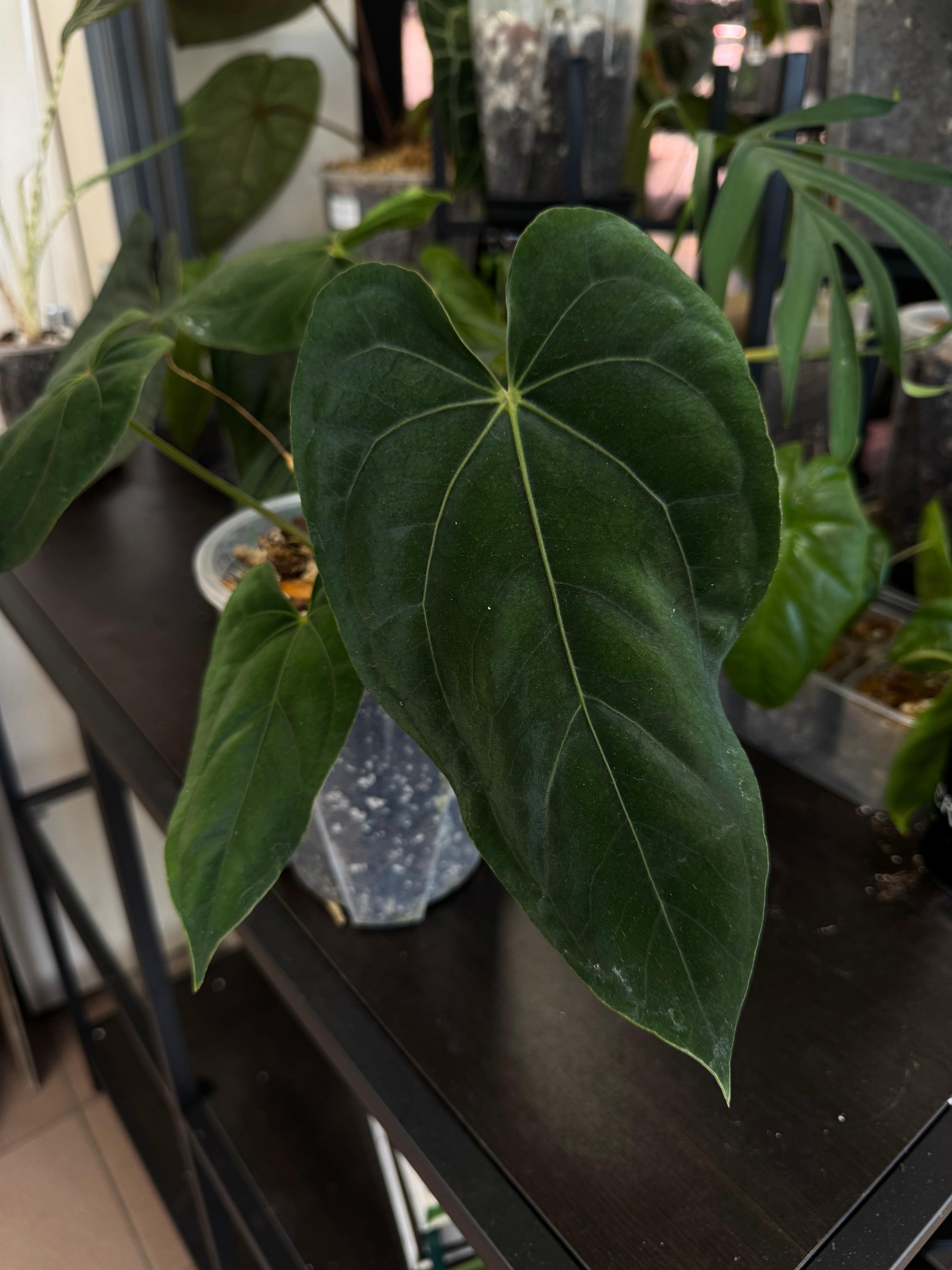 NFS: Anthurium Portillae NSE x Dressleri NSE - Rare Finds for
