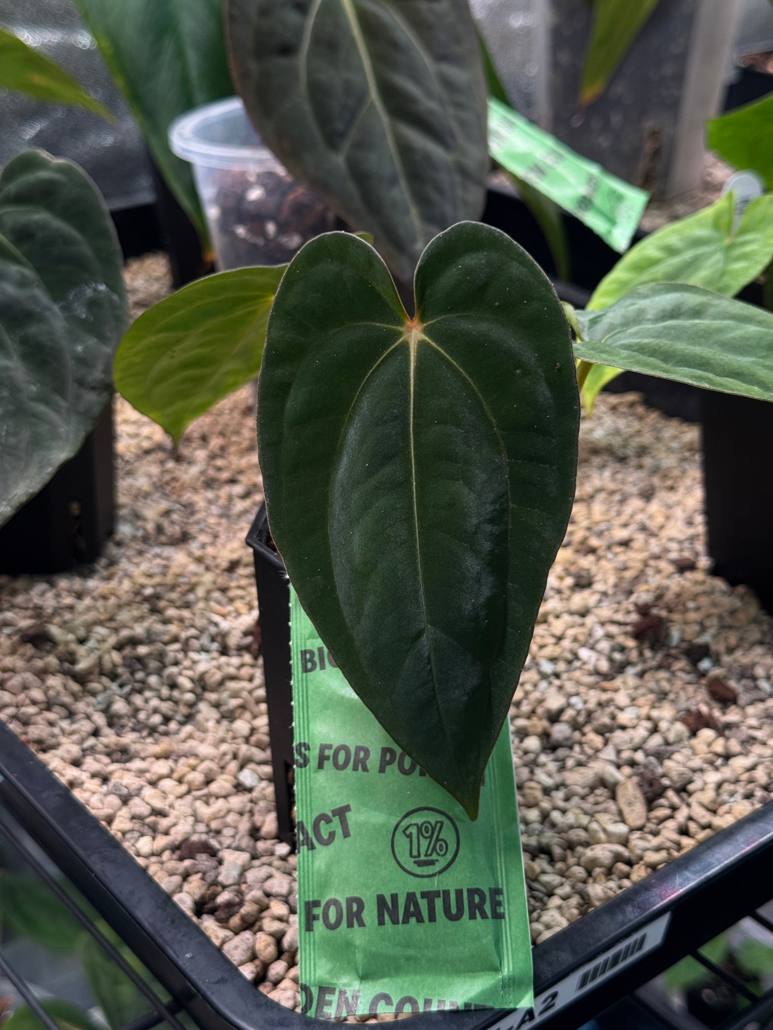 Anthurium 'Widowmaker' (Carlablackiae GPH-001 x BVEP 'Round') x Papillilaminum RA6 - Clone