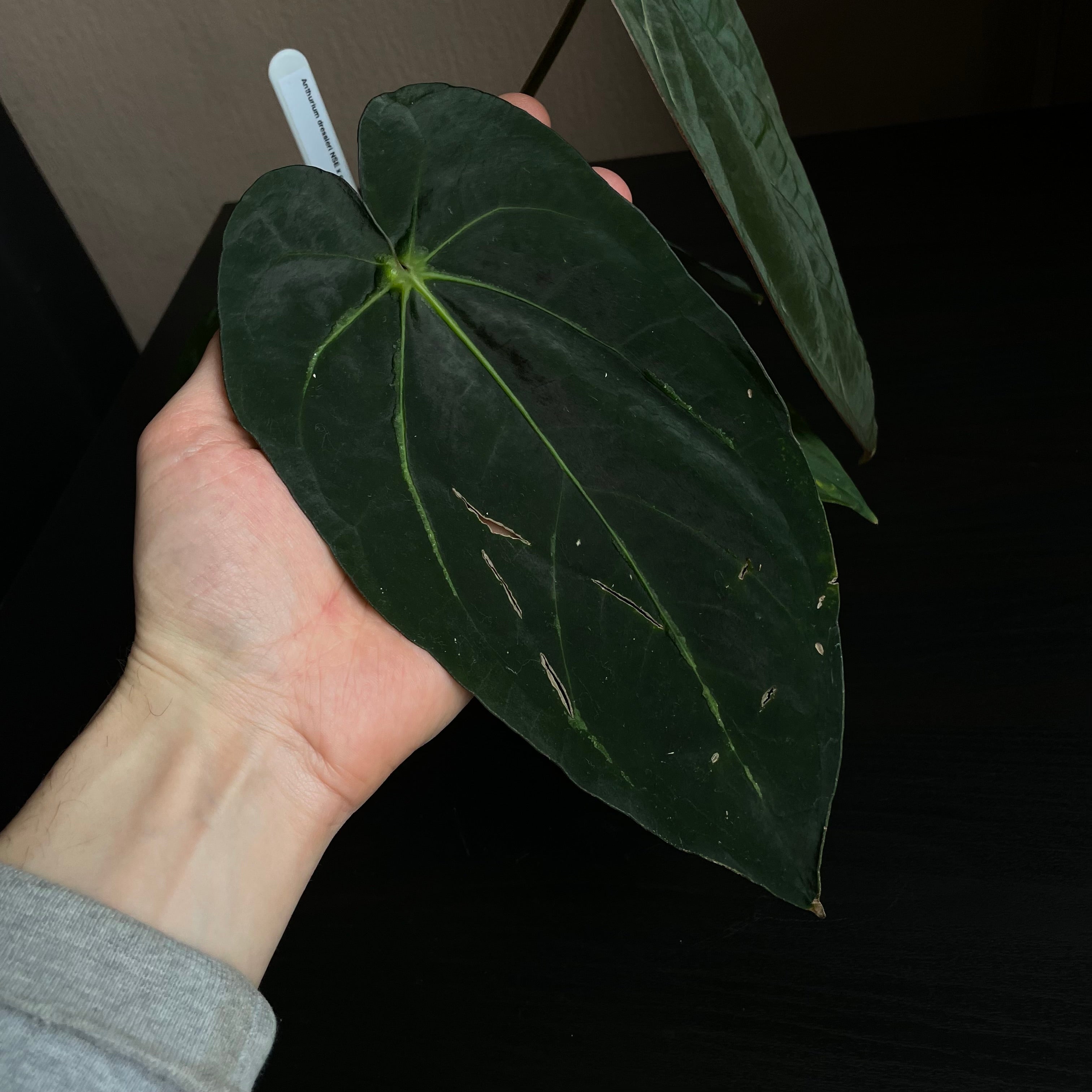 Anthurium - Various plants