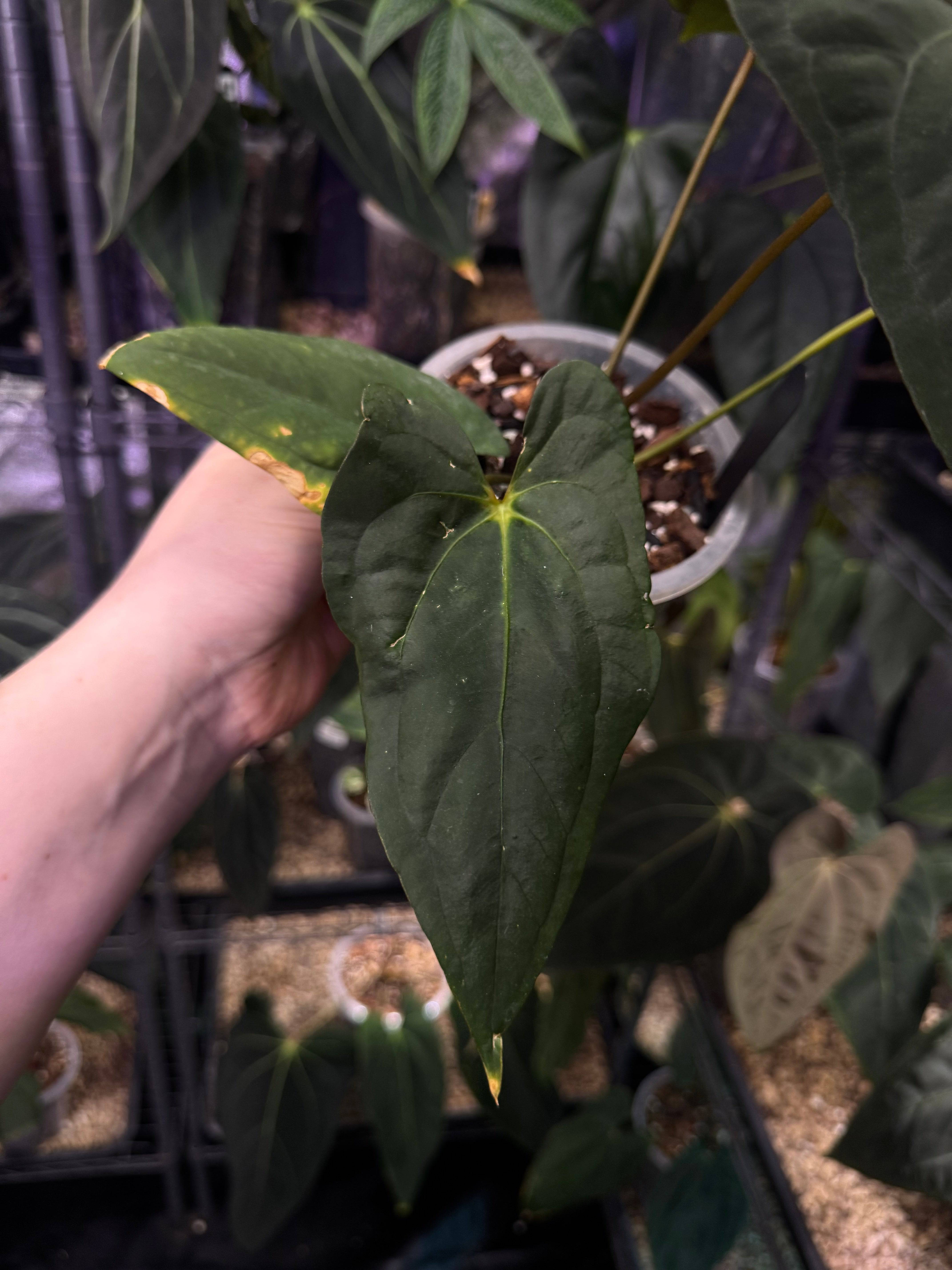 Anthurium (Ralph Lynam x Fort Sherman) - SMUKHI