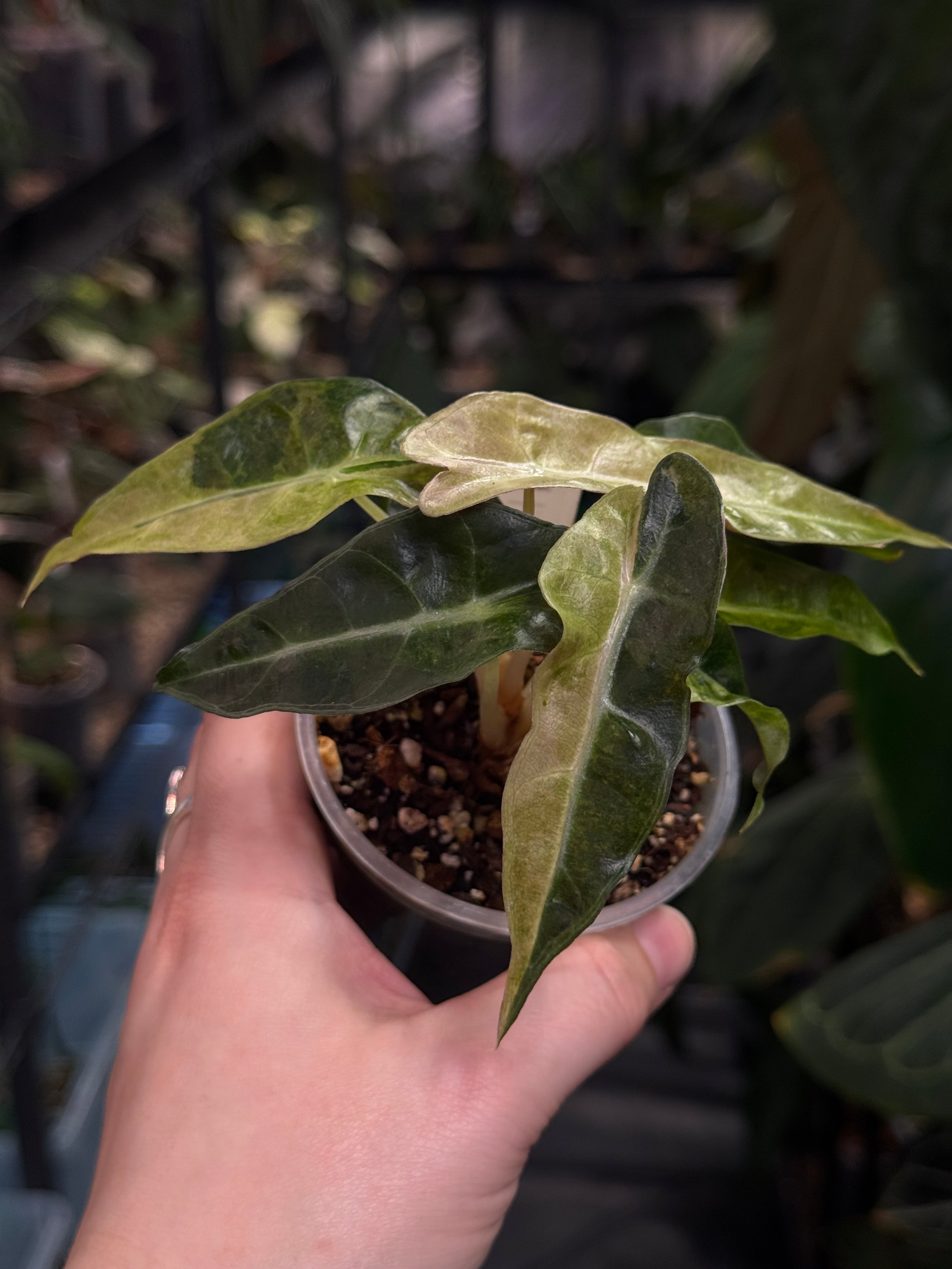 Alocasia Polly Aurea Variegata