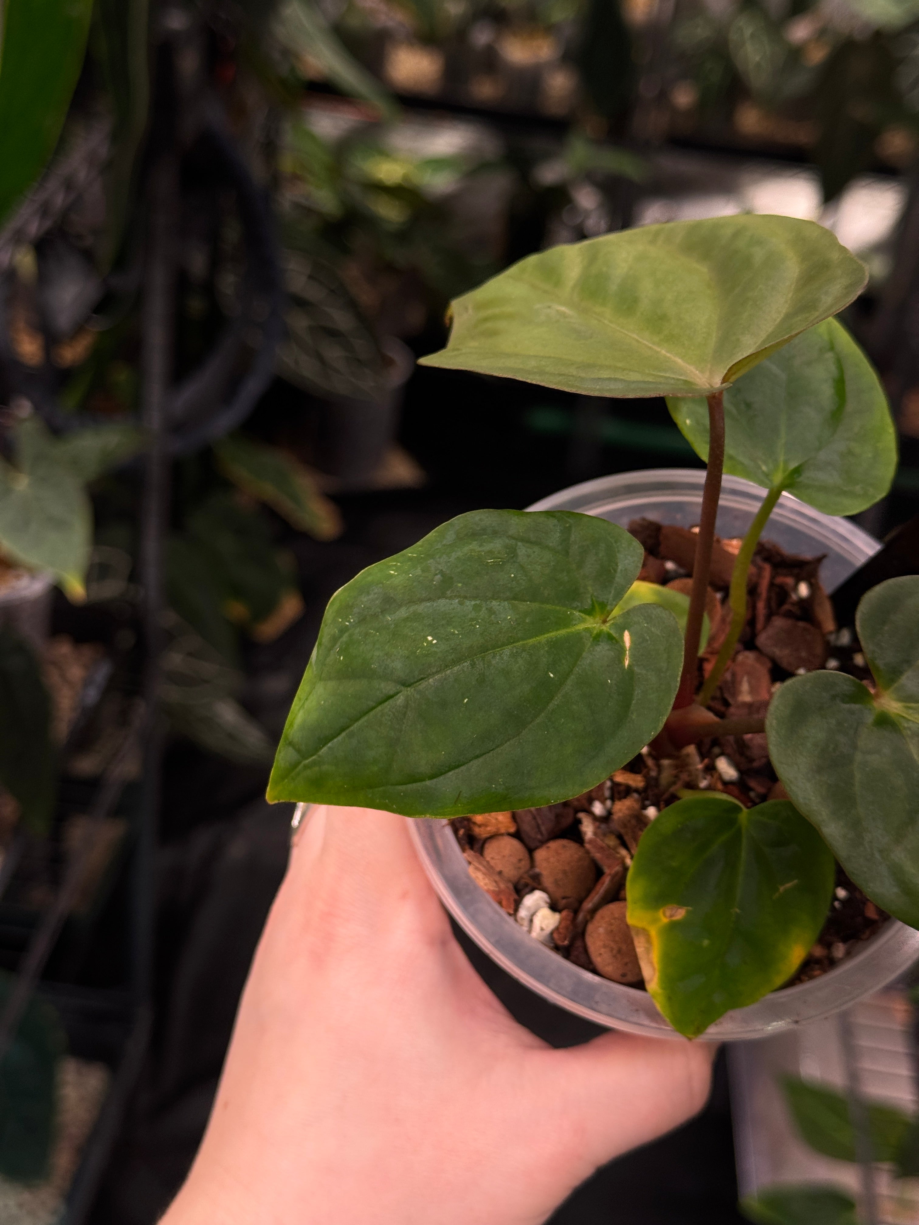 Anthurium Antolakii / BVEP RF1 x 'Dark Star'