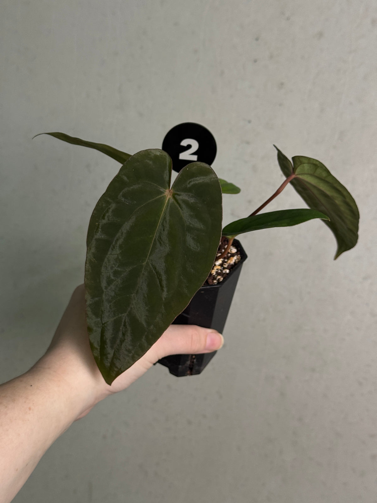 Crystallinaminum Anthurium 'Widowmaker' plant with glossy green leaves and vibrant red spathes, hybrid tropical houseplant.