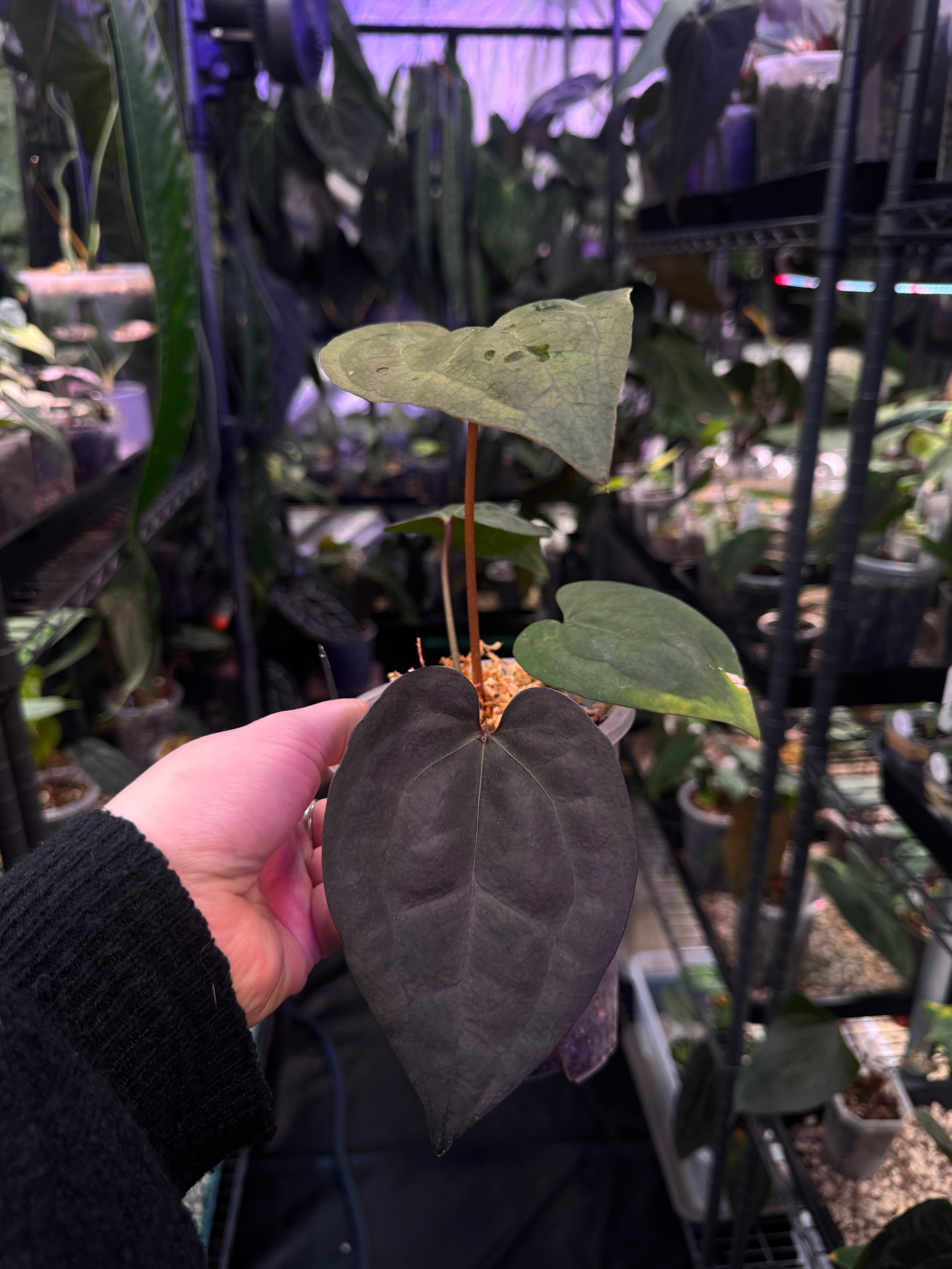 Anthurium Ace Of Spades Dark Form (SKG)