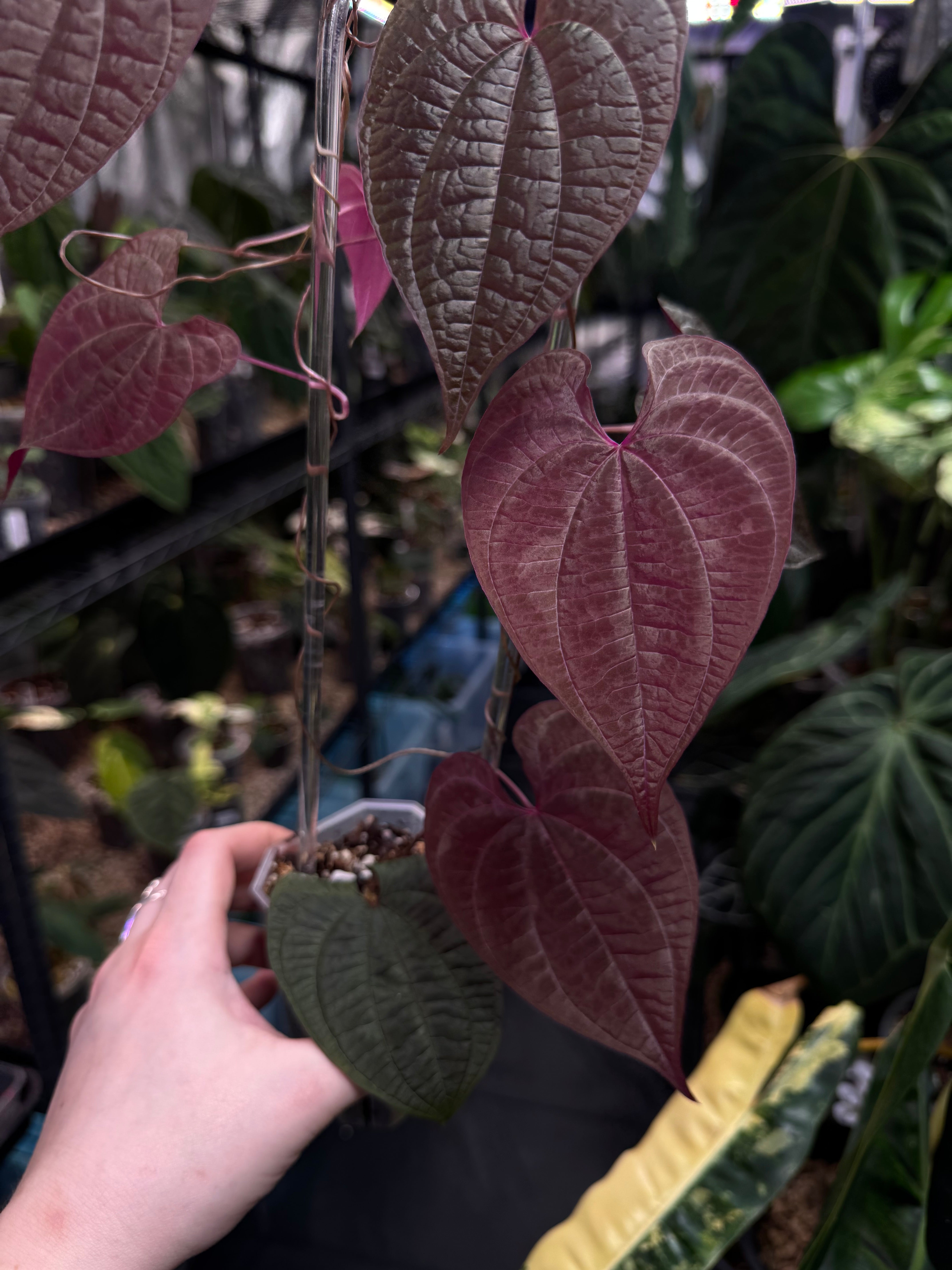 Dioscorea Discolor