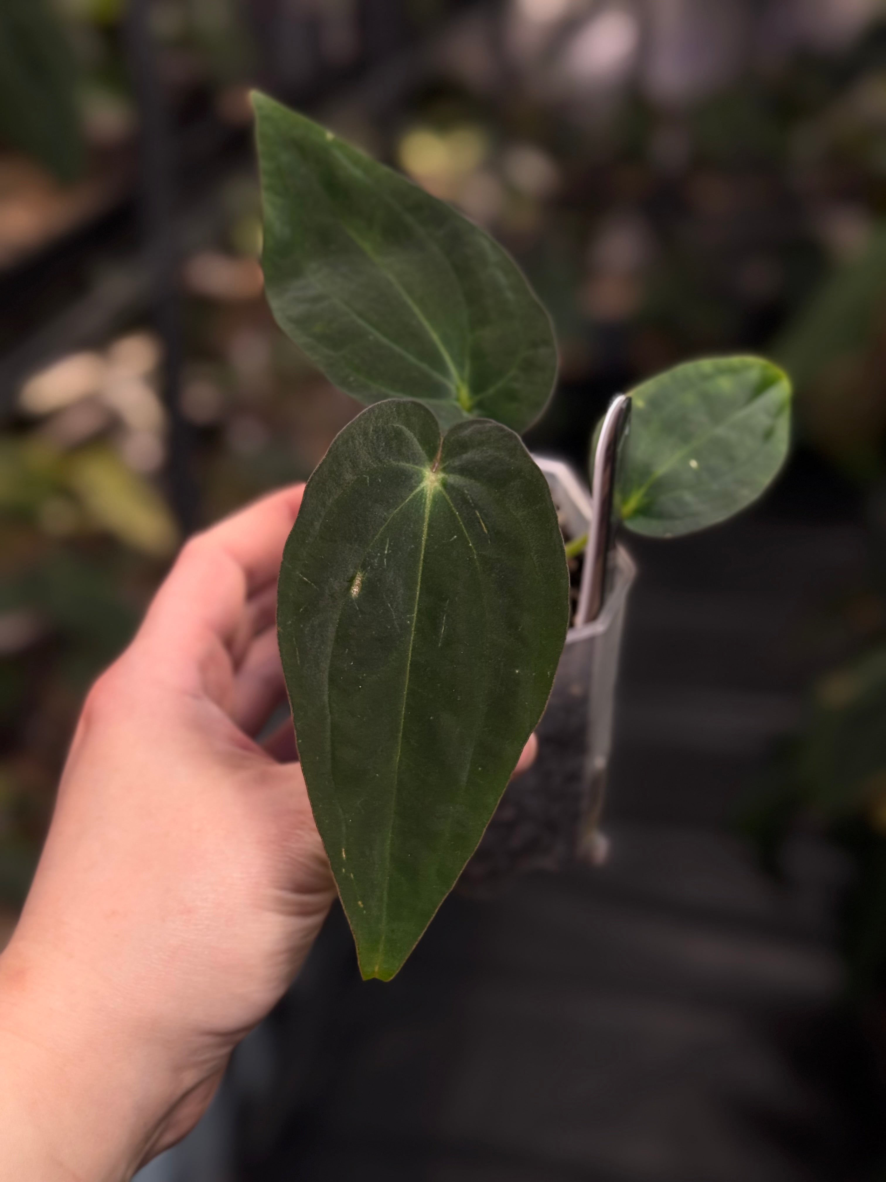 Anthurium Antolakii (BVEP) ‘Blackened tuna’ x RA1