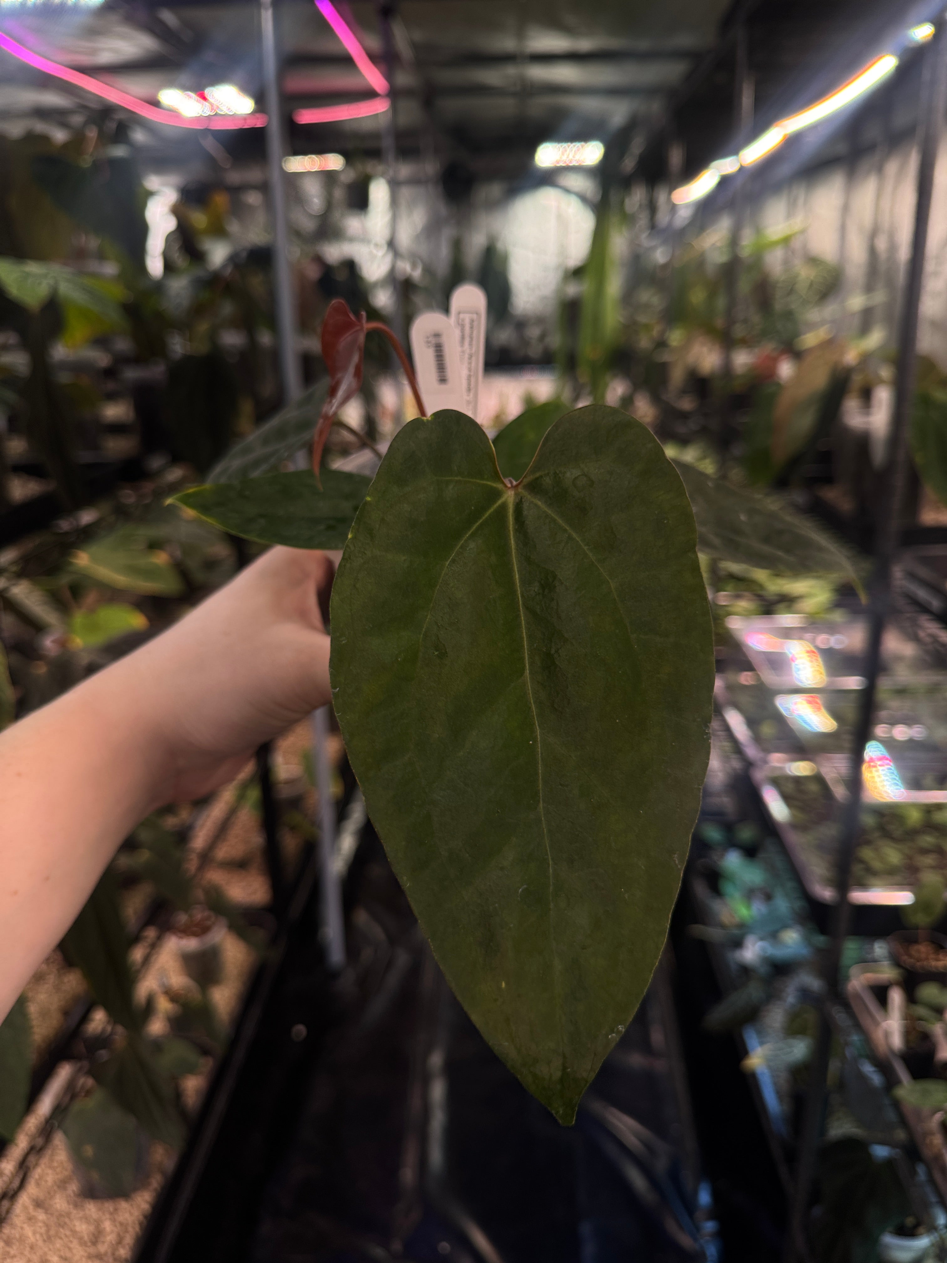 Anthurium Ace of Spades Dark Form x Portillae ‘Dorito’
