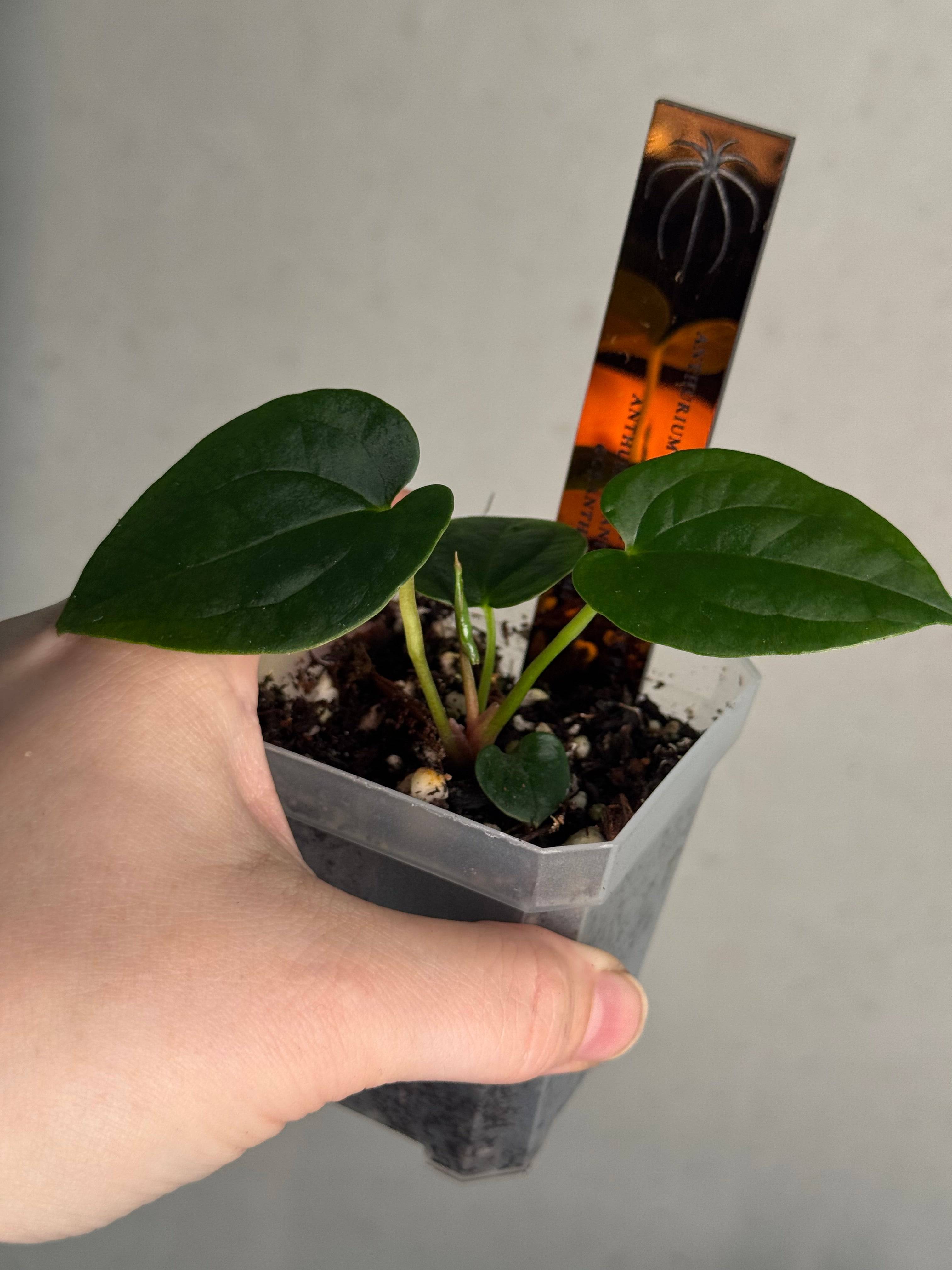 Anthurium Red Vein Dark Phoenix x BVEP RA1 - SMUKHI