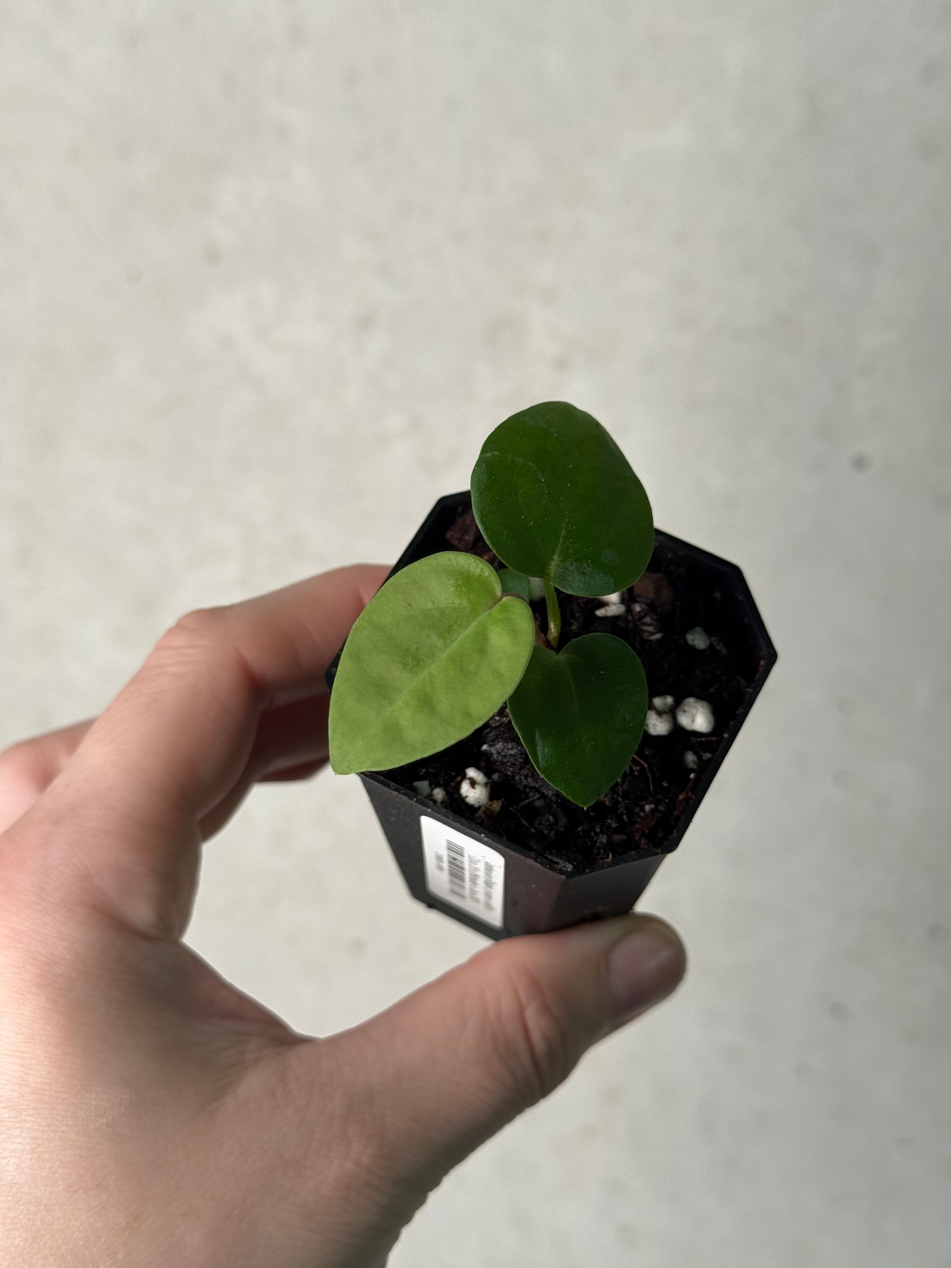 Anthurium (Ralph Lynam x self) x (Zara 29 x (Michelle x Zara 28))