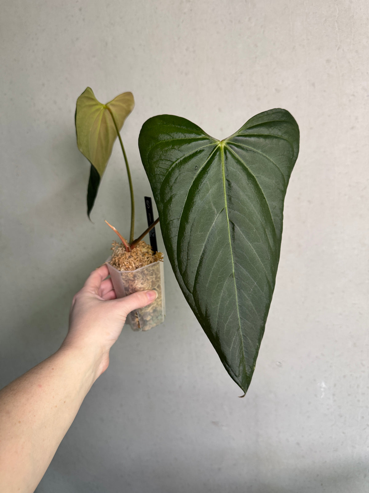 Healthy Anthurium Indo Portillae S1 plant with vibrant green leaves and striking red flowers, from SMUKHI.