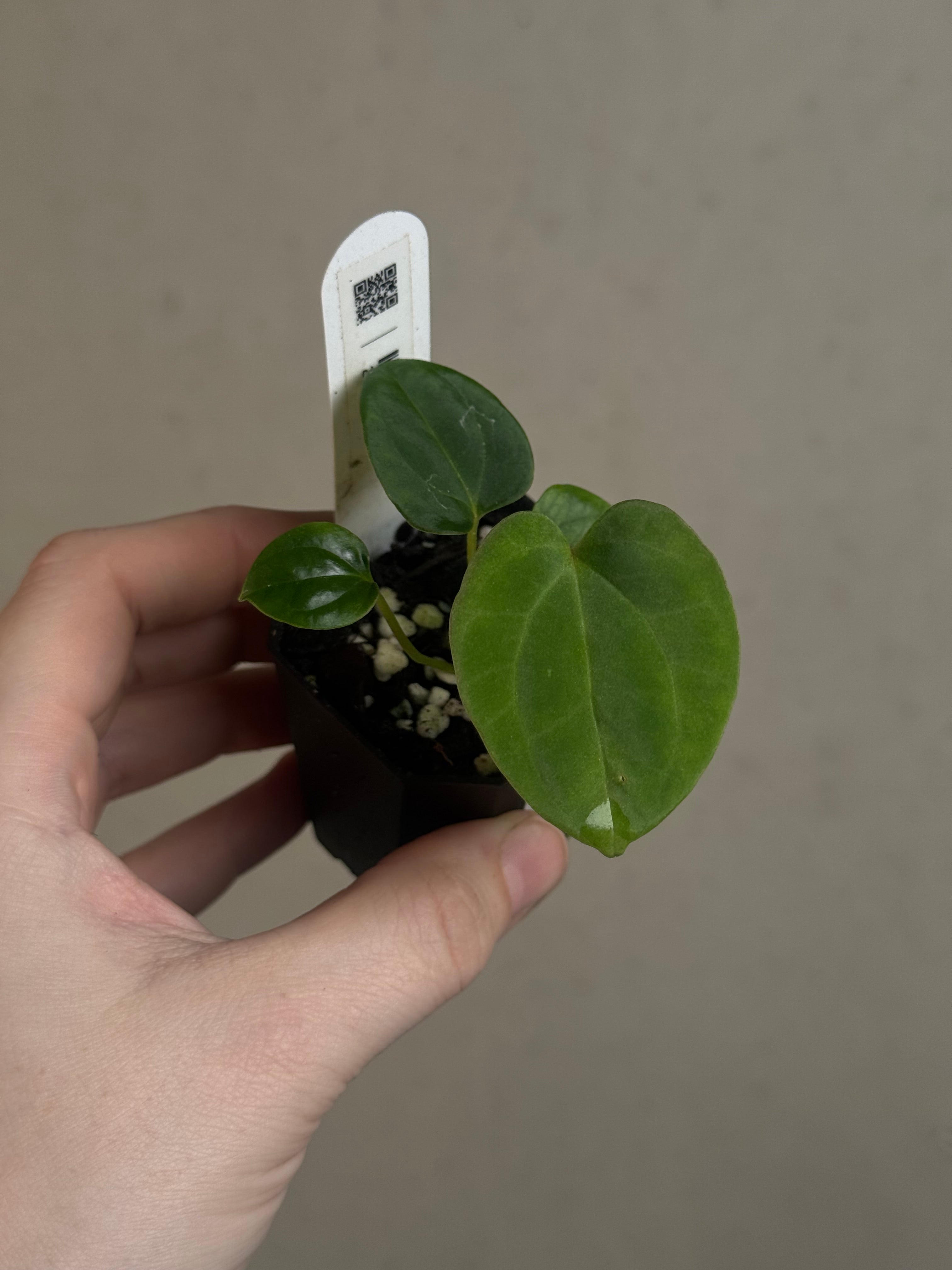 Anthurium BVEP (WU1 x 'Oliver') x 'Supernova'