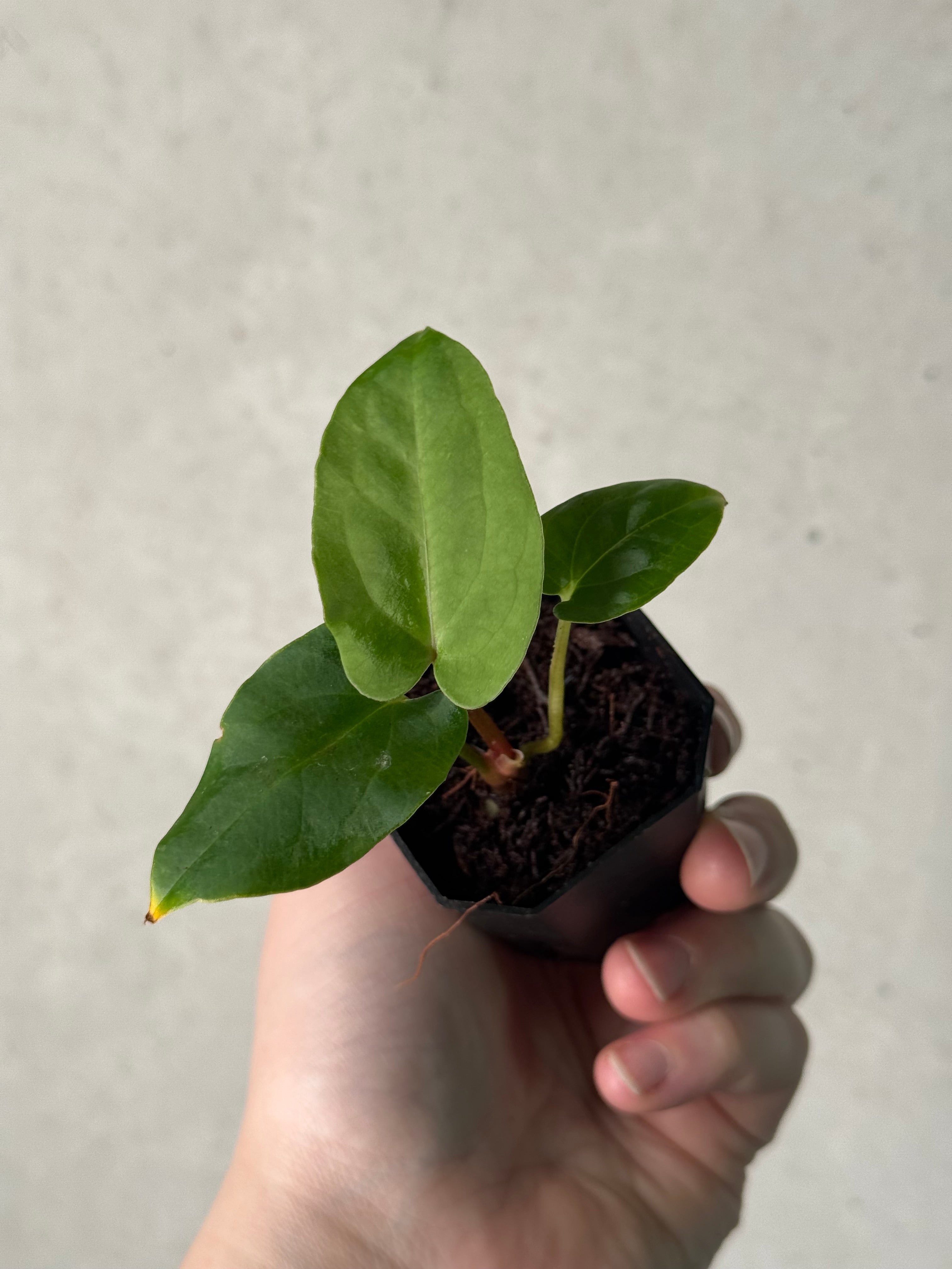 Anthurium ‘Dracula’ x self