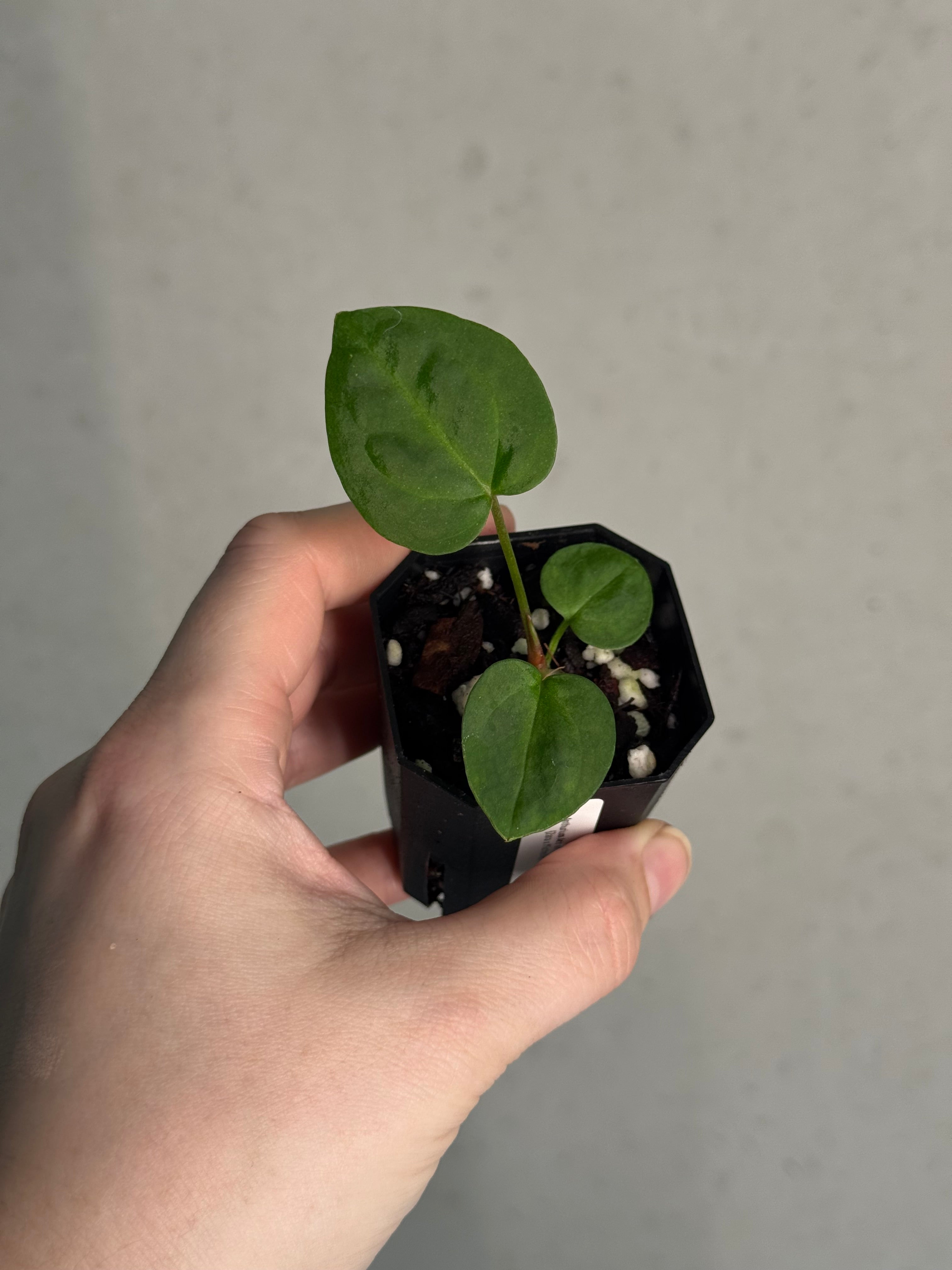 Anthurium Ace of Spades Dark Form x (Zara x Michelle) 'Selected' - Pre-order