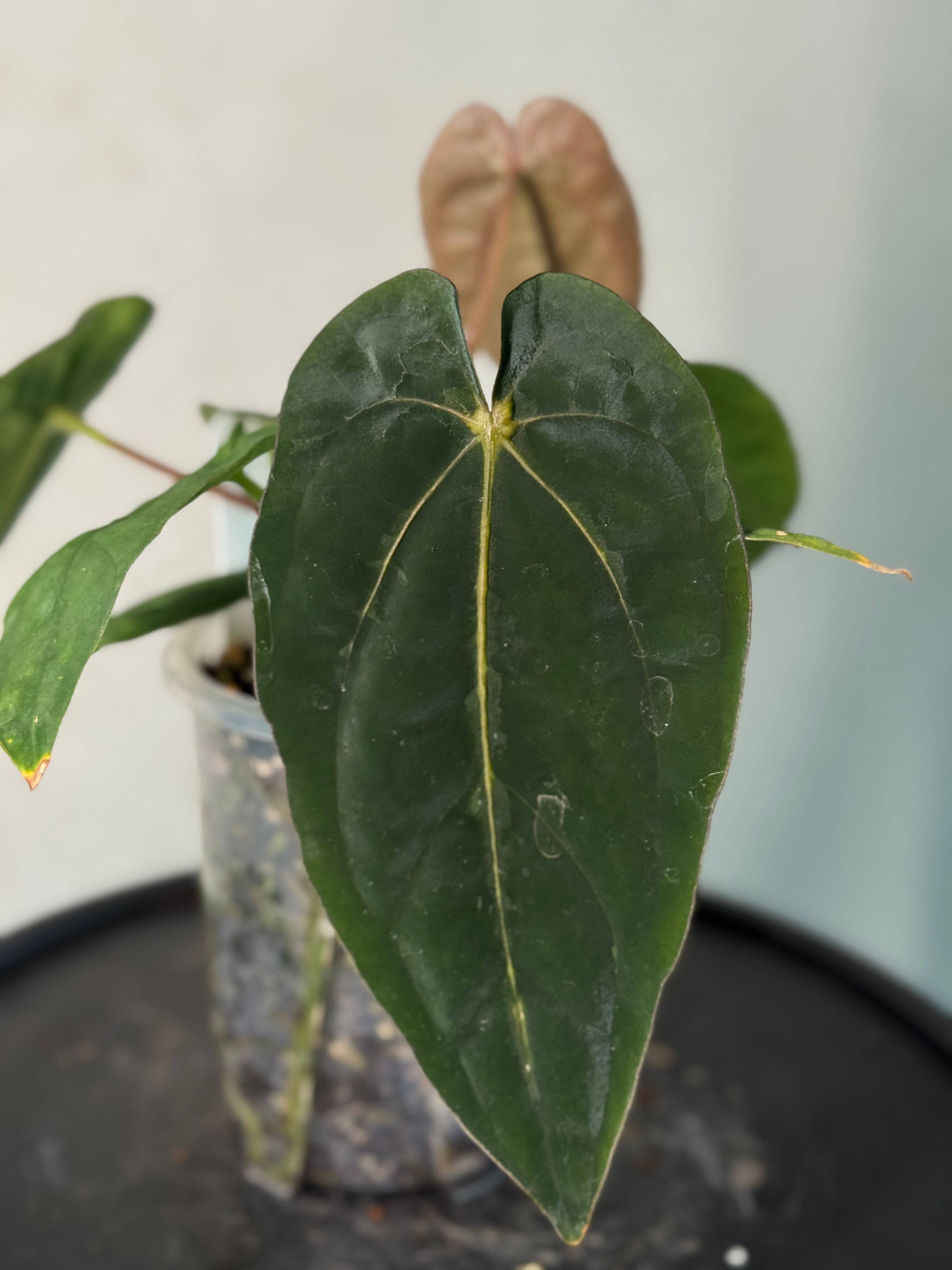 NFS: Anthurium Dressleri RG F3 - SMUKHI