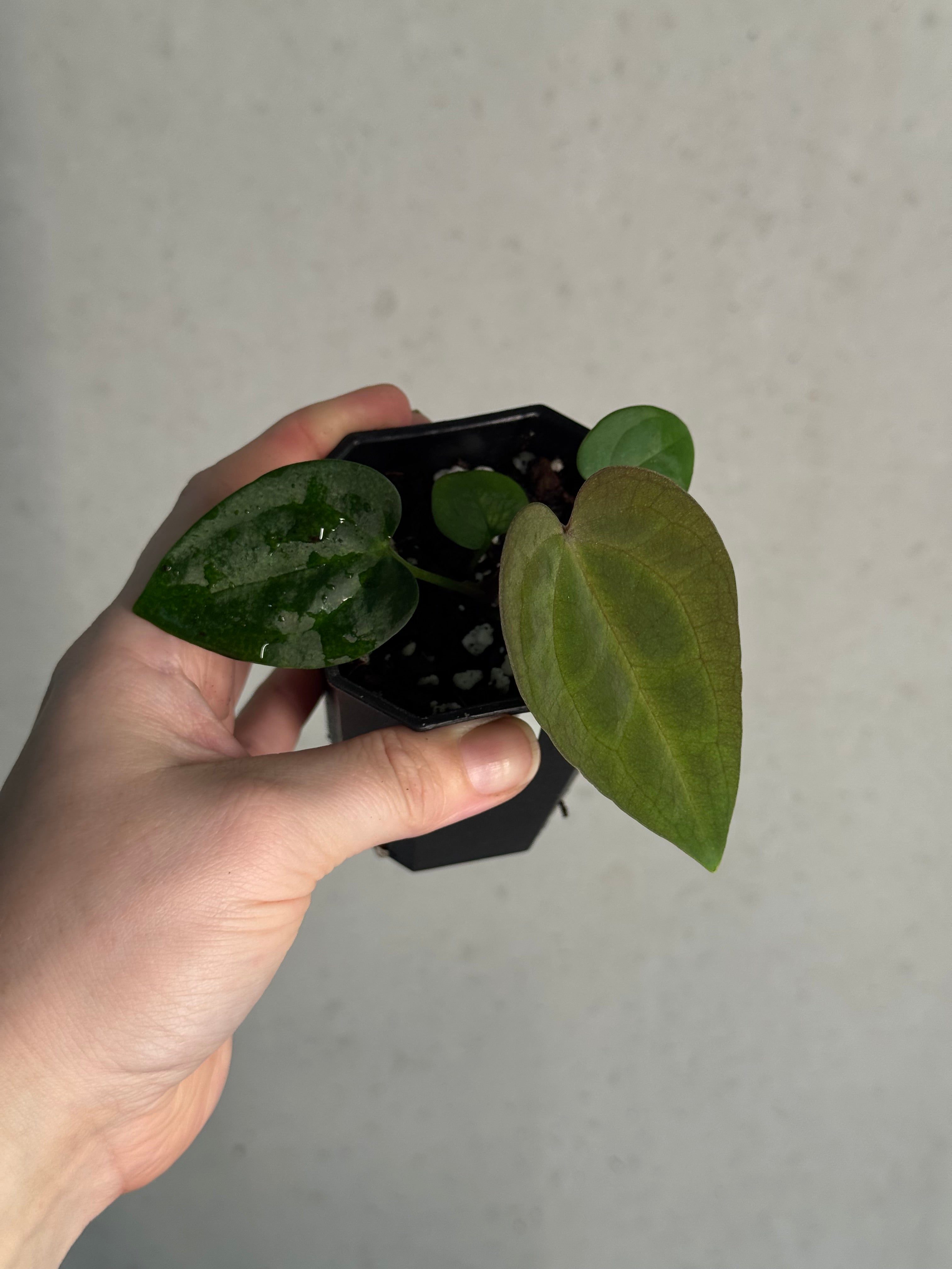 Anthurium BVEP 'Laila' x Ace of Spades Dark Form