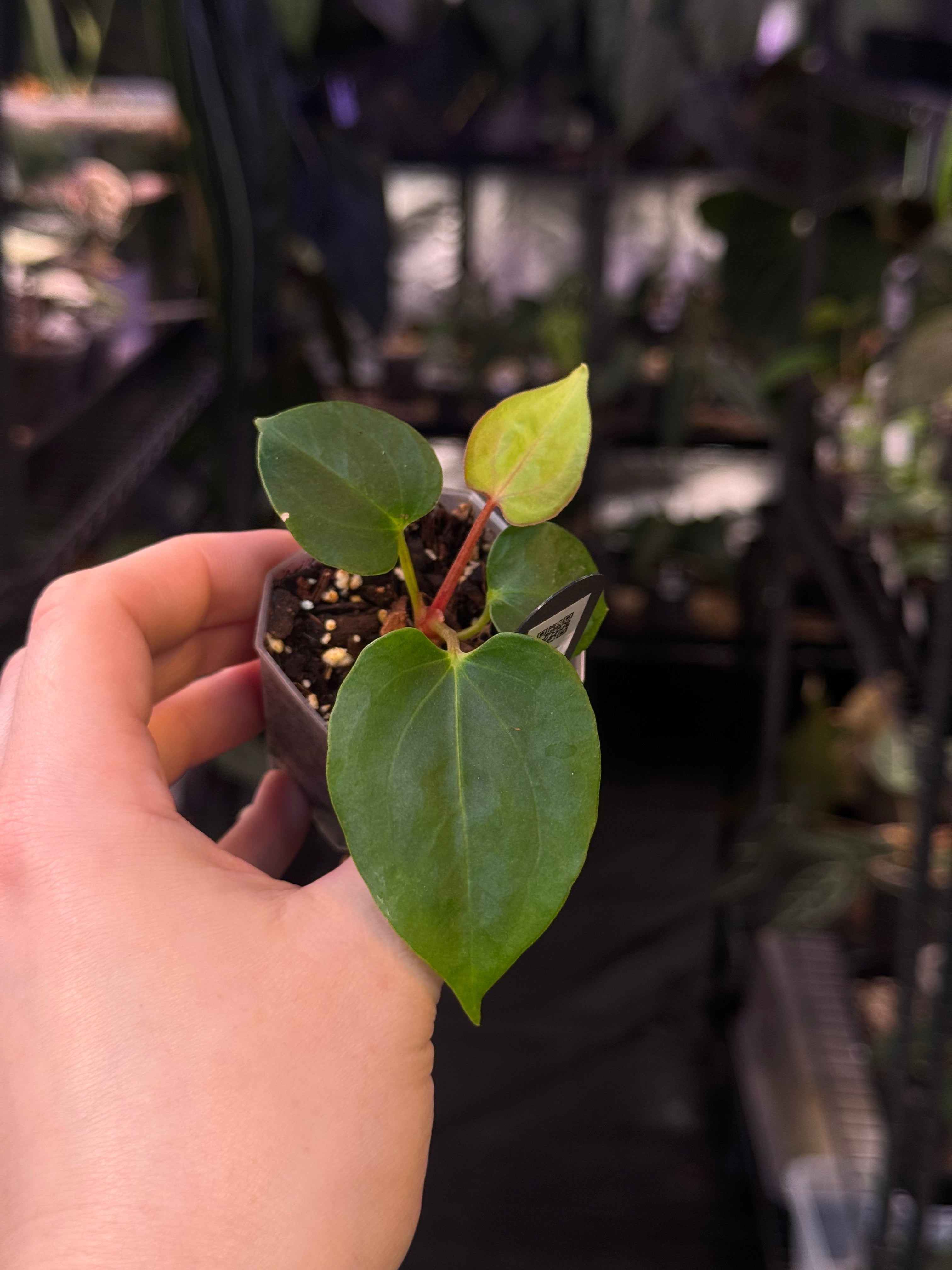 NFS: Anthurium (Papillilaminum x BVEP ‘Hanni’) x RLxFS F2