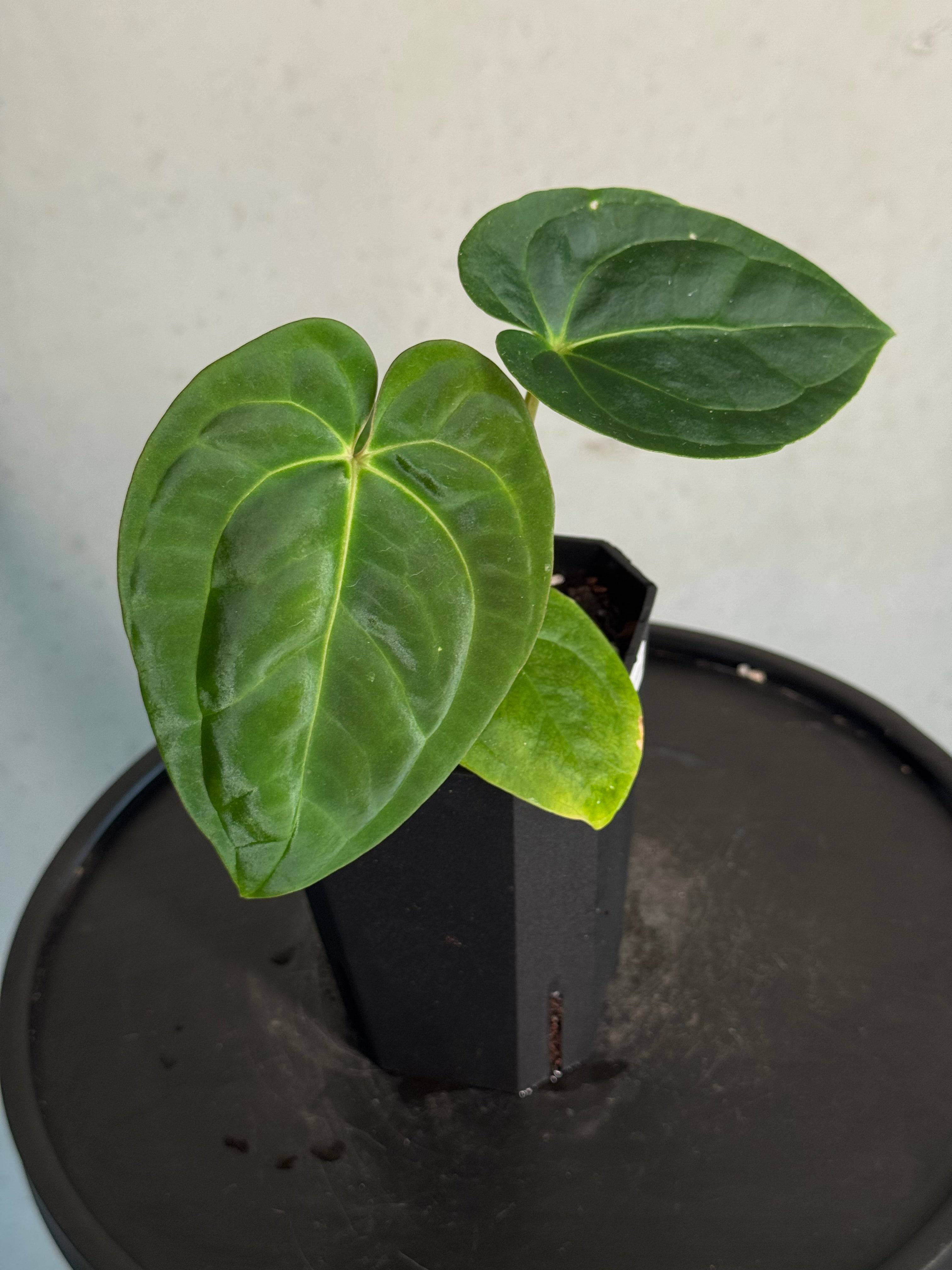 Anthurium Papillilaminum 'Guna Yala' x Luxurians - SMUKHI