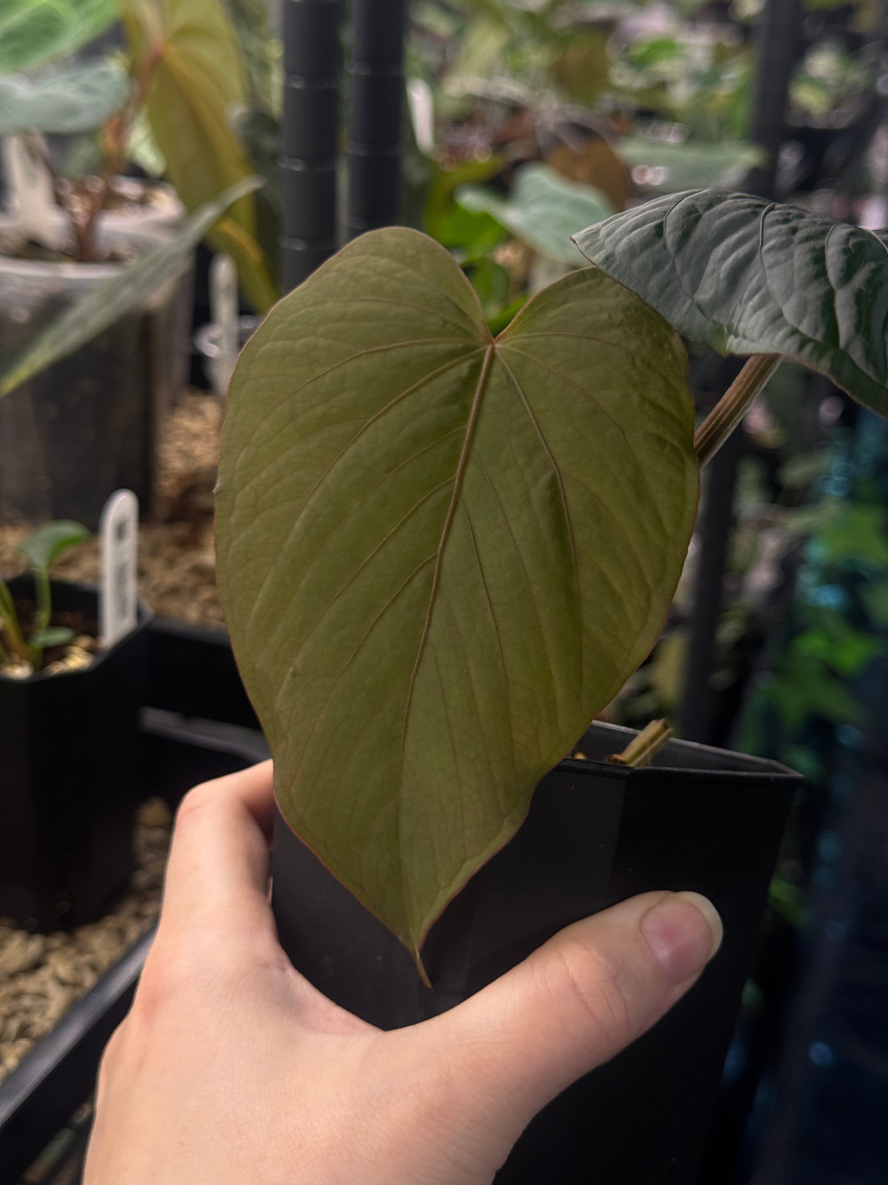 Private Collection NFS Anthurium Kunayalense F1 plant with lush green leaves and vibrant flower, showcasing tropical foliage.
