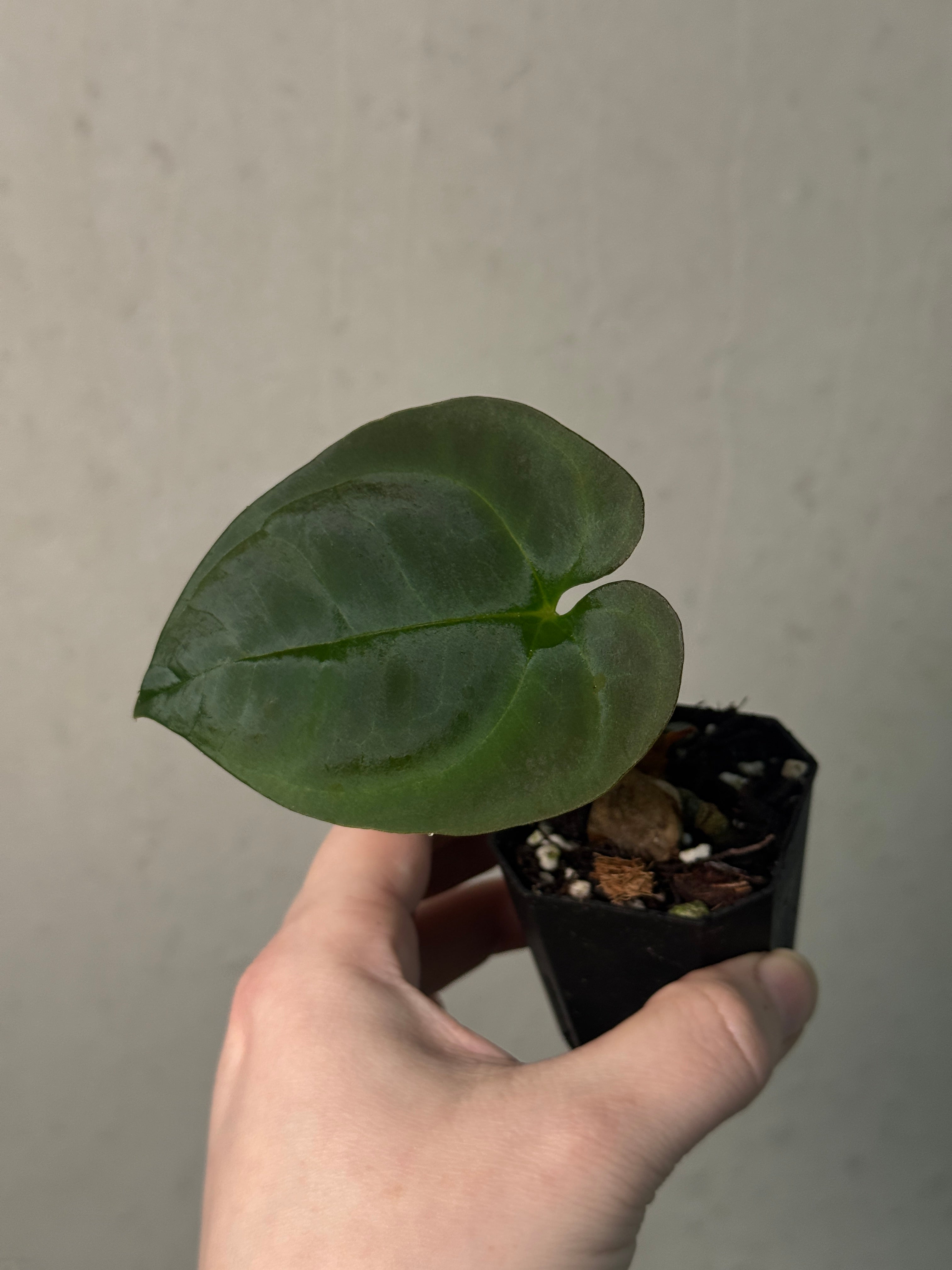 NFS: Anthurium Goliath - SMUKHI