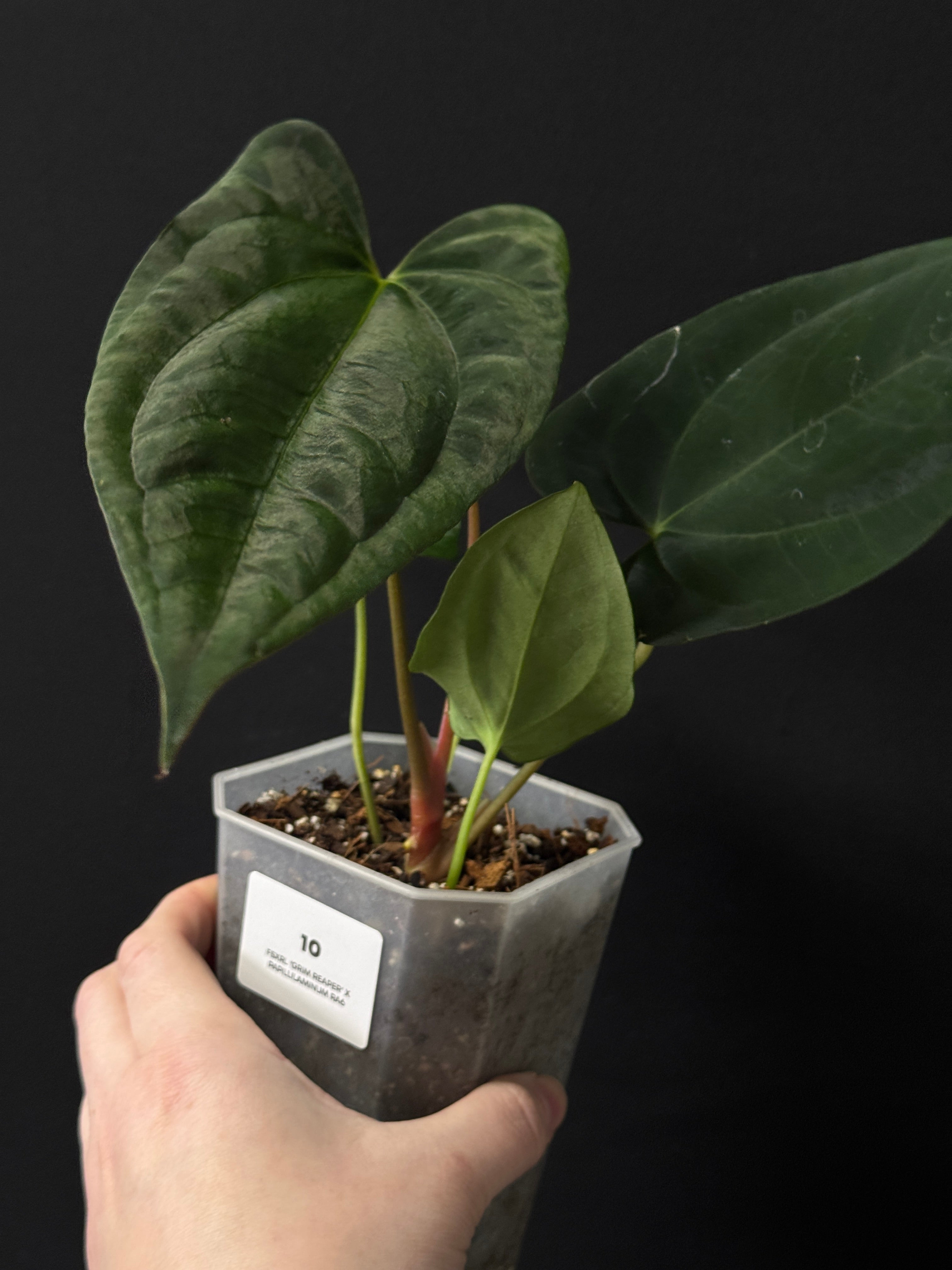 Anthurium November Sale - Various plants