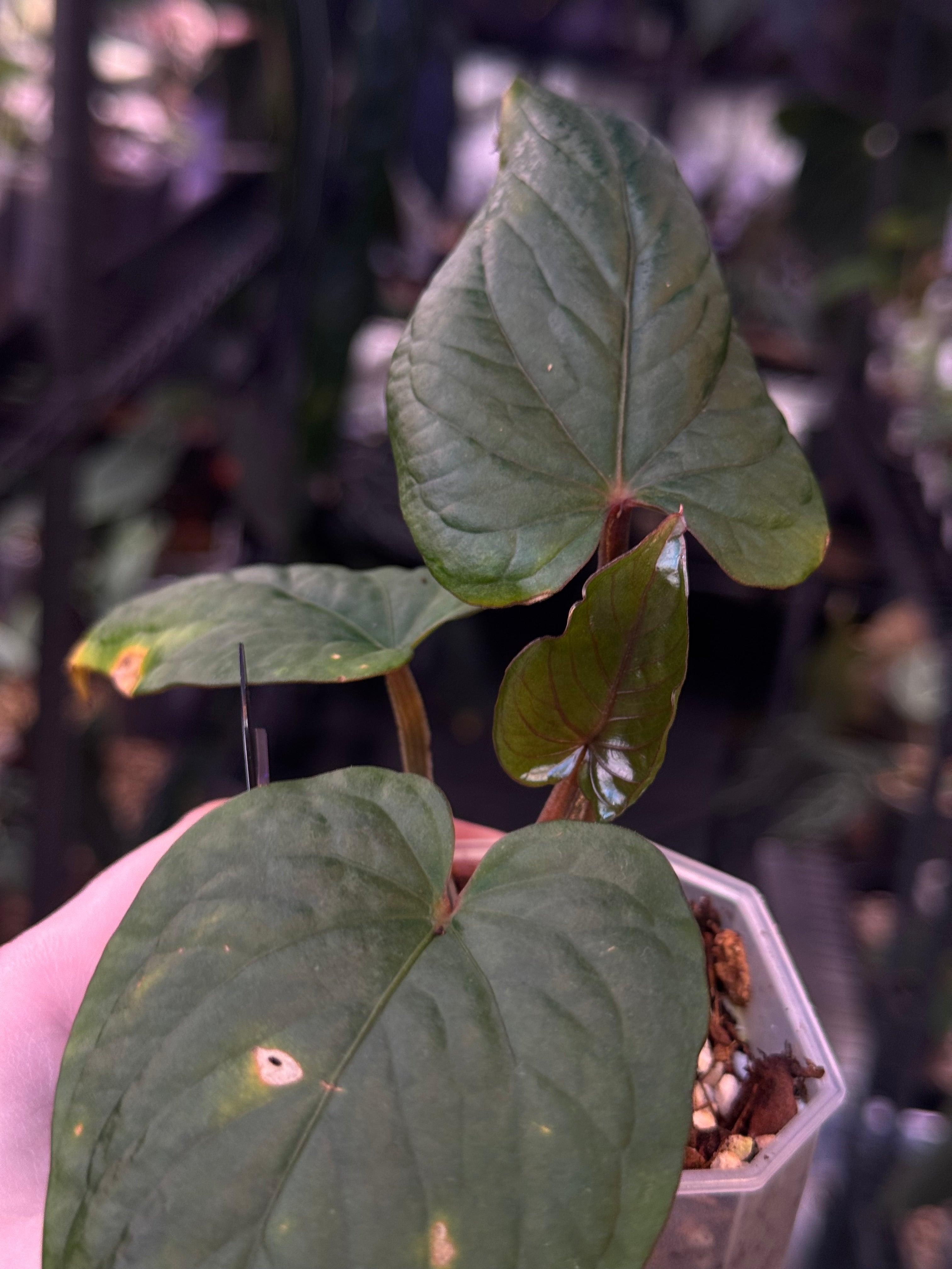 NFS: Anthurium Kunayalense F1