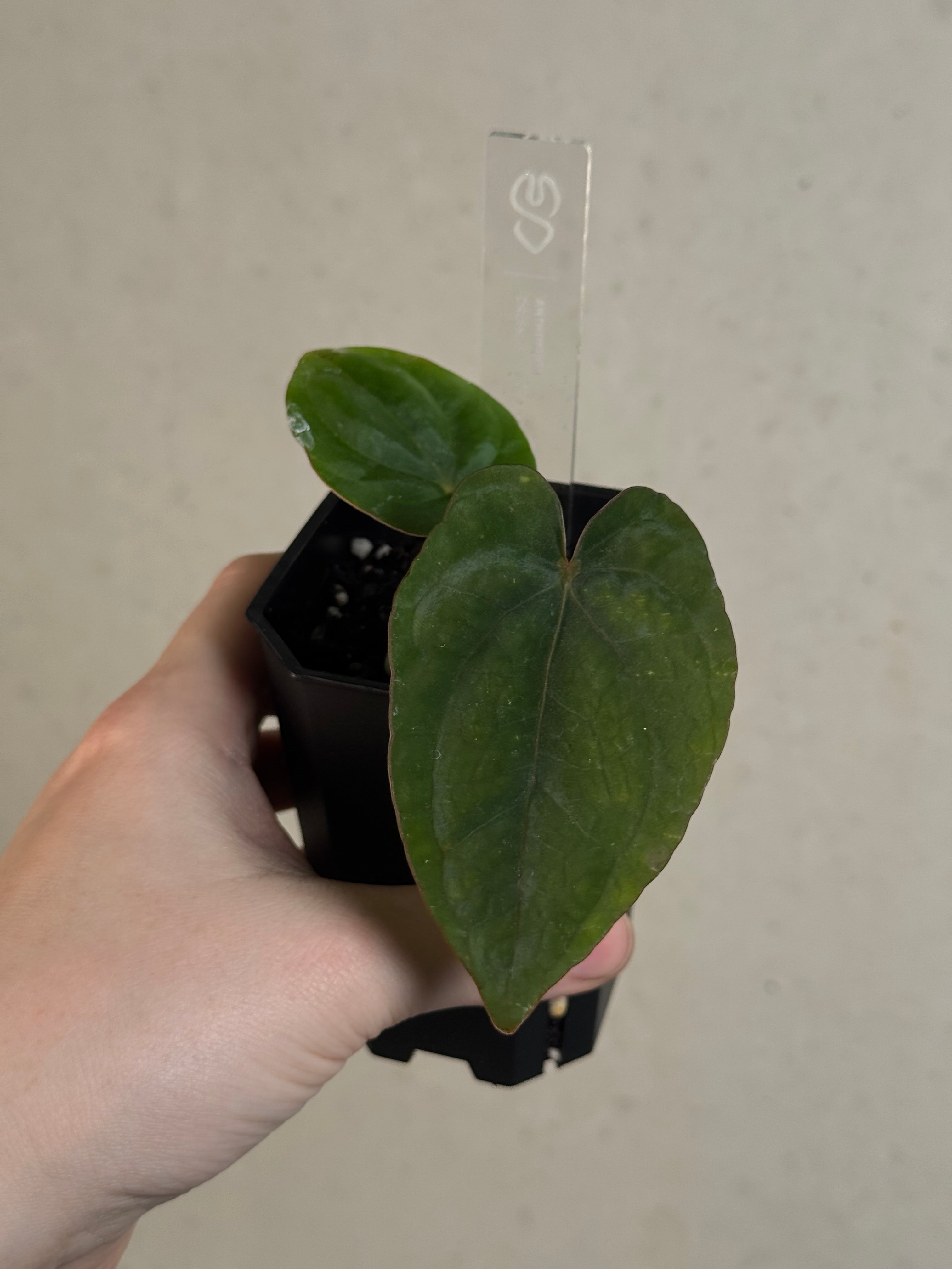 Anthurium Dressleri ‘Windy’ x RG F2 - Clone