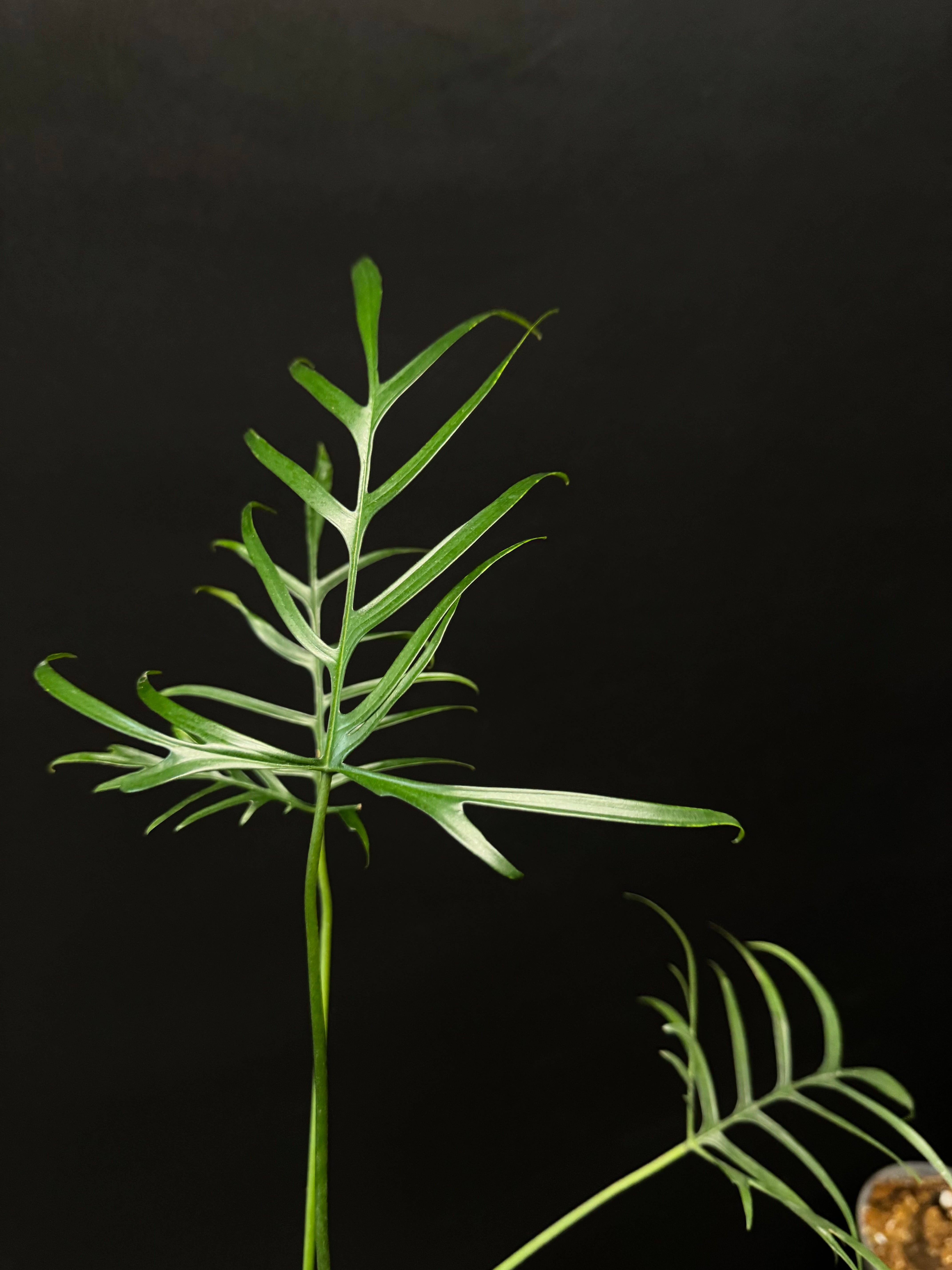 Philodendron Polypodioides