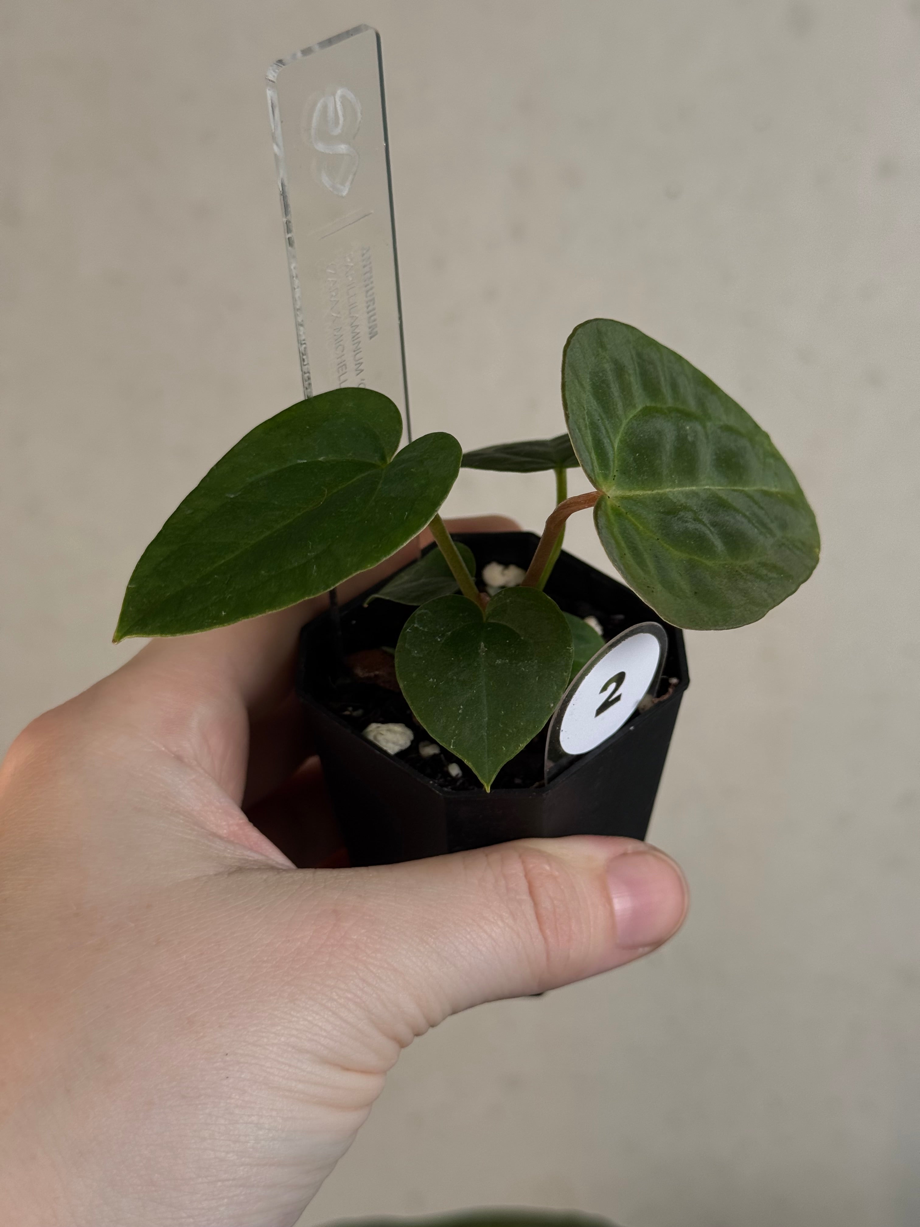 Anthurium Papillilaminum 'Guna Yala' x (Zara x Michelle)