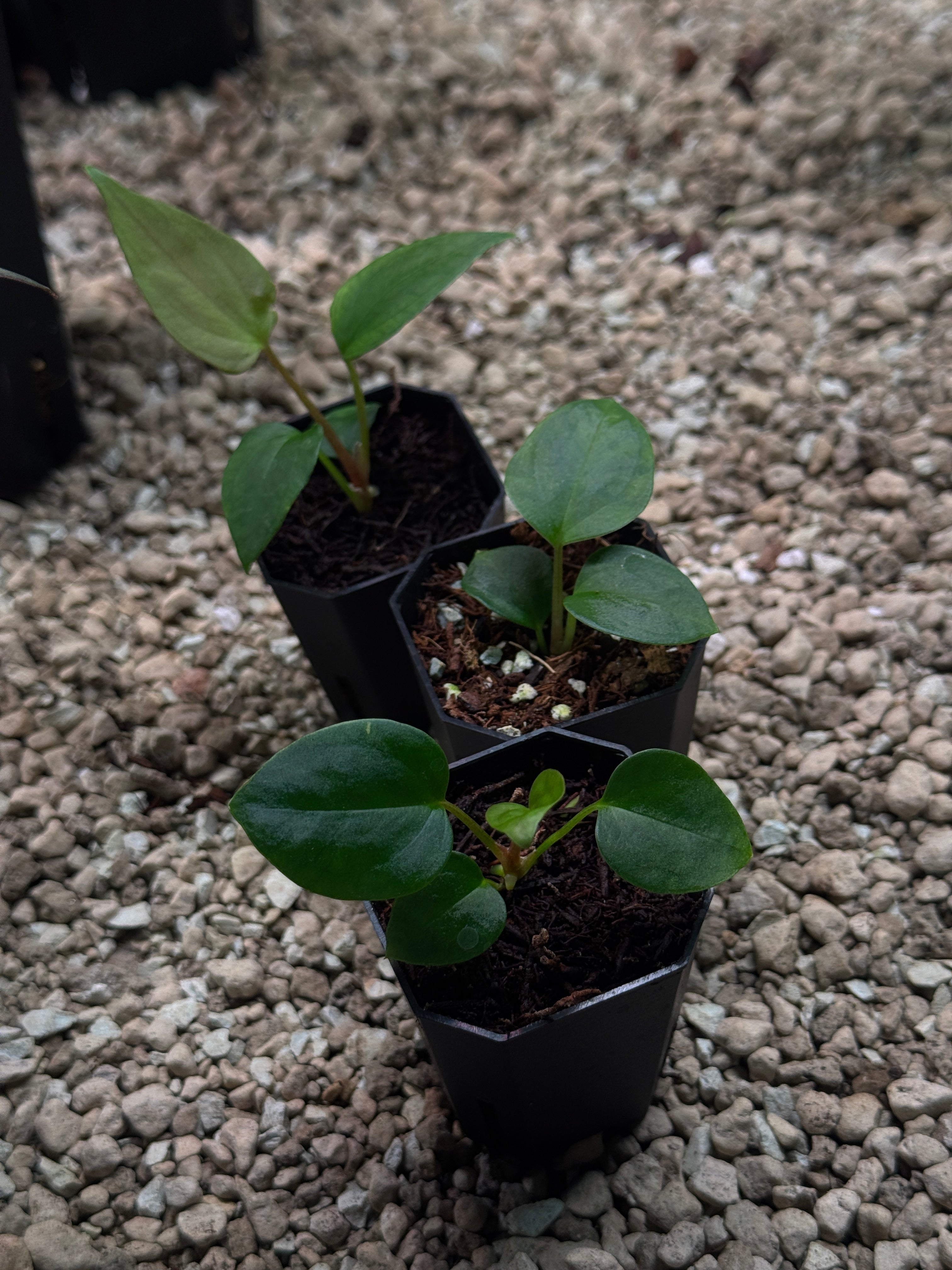 Anthurium (Papillilaminum 'Marie' x 'IL') x Indo Portillae or self