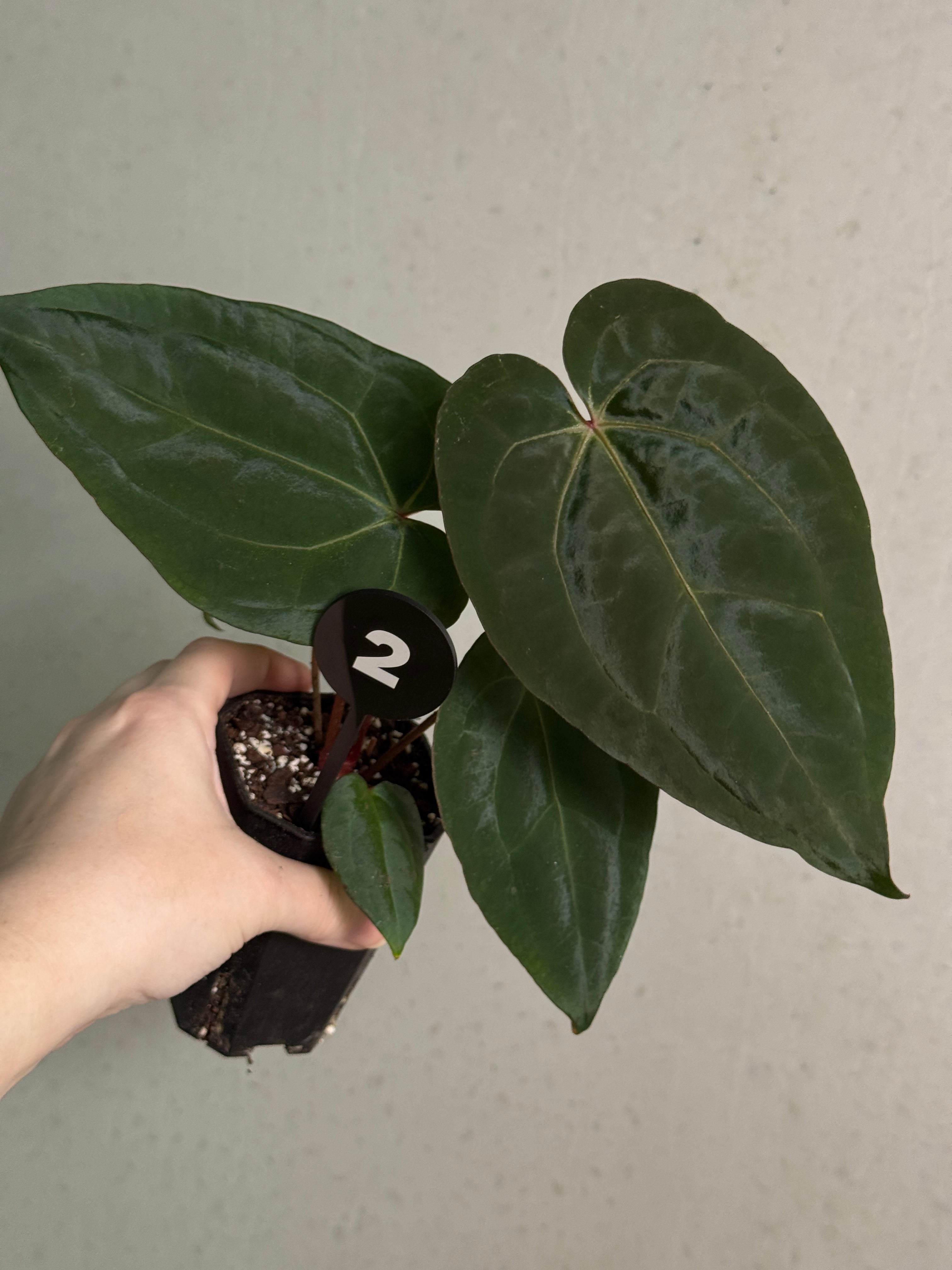 Anthurium Michelle x (?) - Rare Finds for Refined Collections | SMUKHI